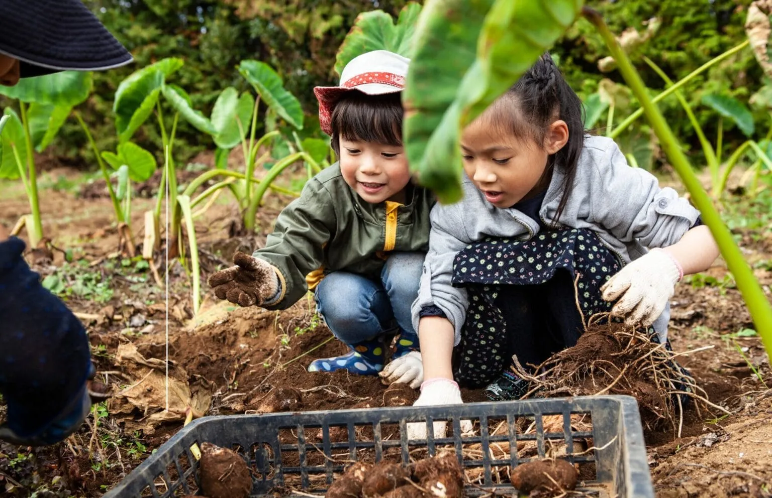 Showcasing the hands-on, outdoor education at our kids academy, two young students crouch in a garden, looking with curiosity and excitement as they help harvest fresh root vegetables into a crate.