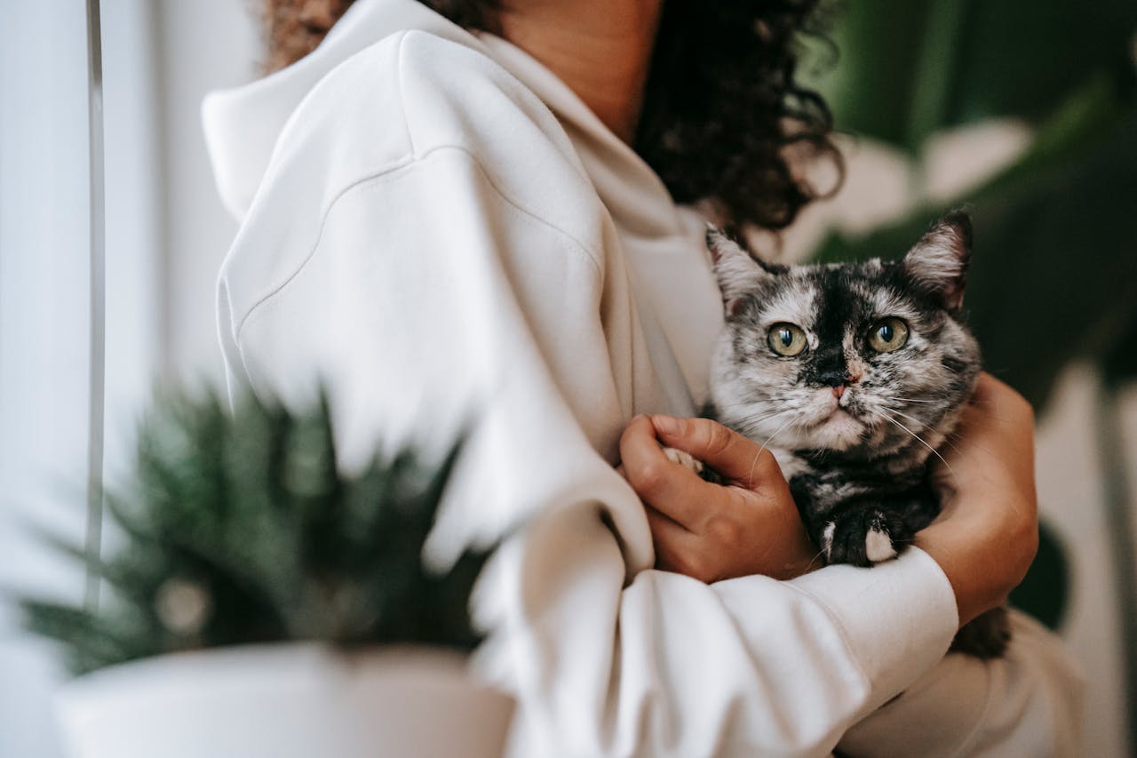 Picture of a cat sitting in a woman's arms looking at the camera