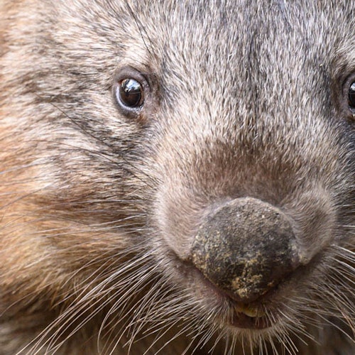 袋熊面部特写，展示其眼睛、鼻子和胡须，以及细致的毛皮纹理。