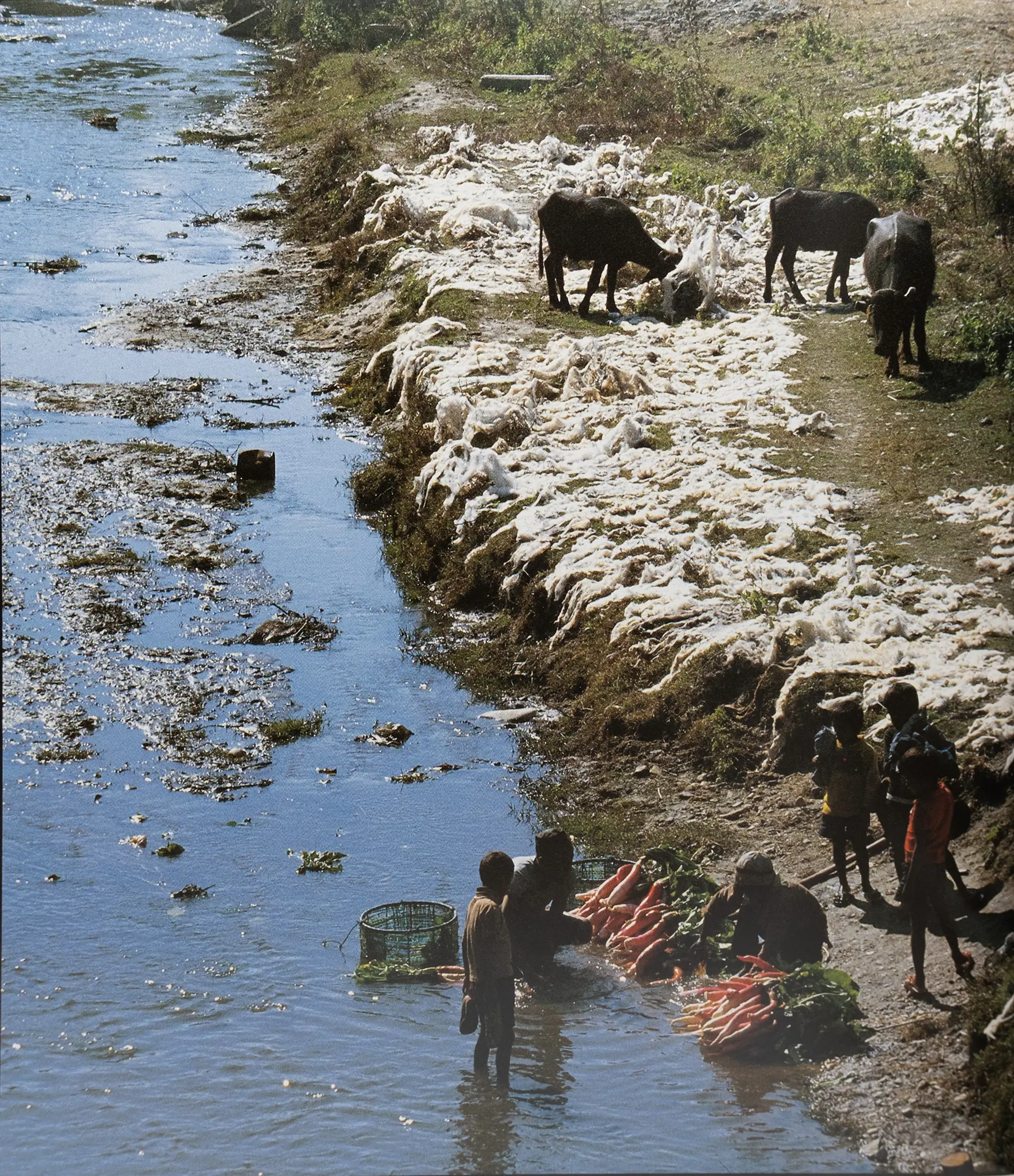 Scene of cashmere fibre collection and cleaning near a river in Asia – natural origin of Annapurna cashmere.