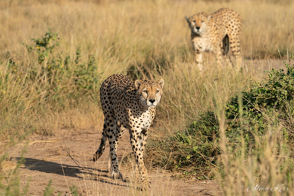 Amboseli Guest Blog