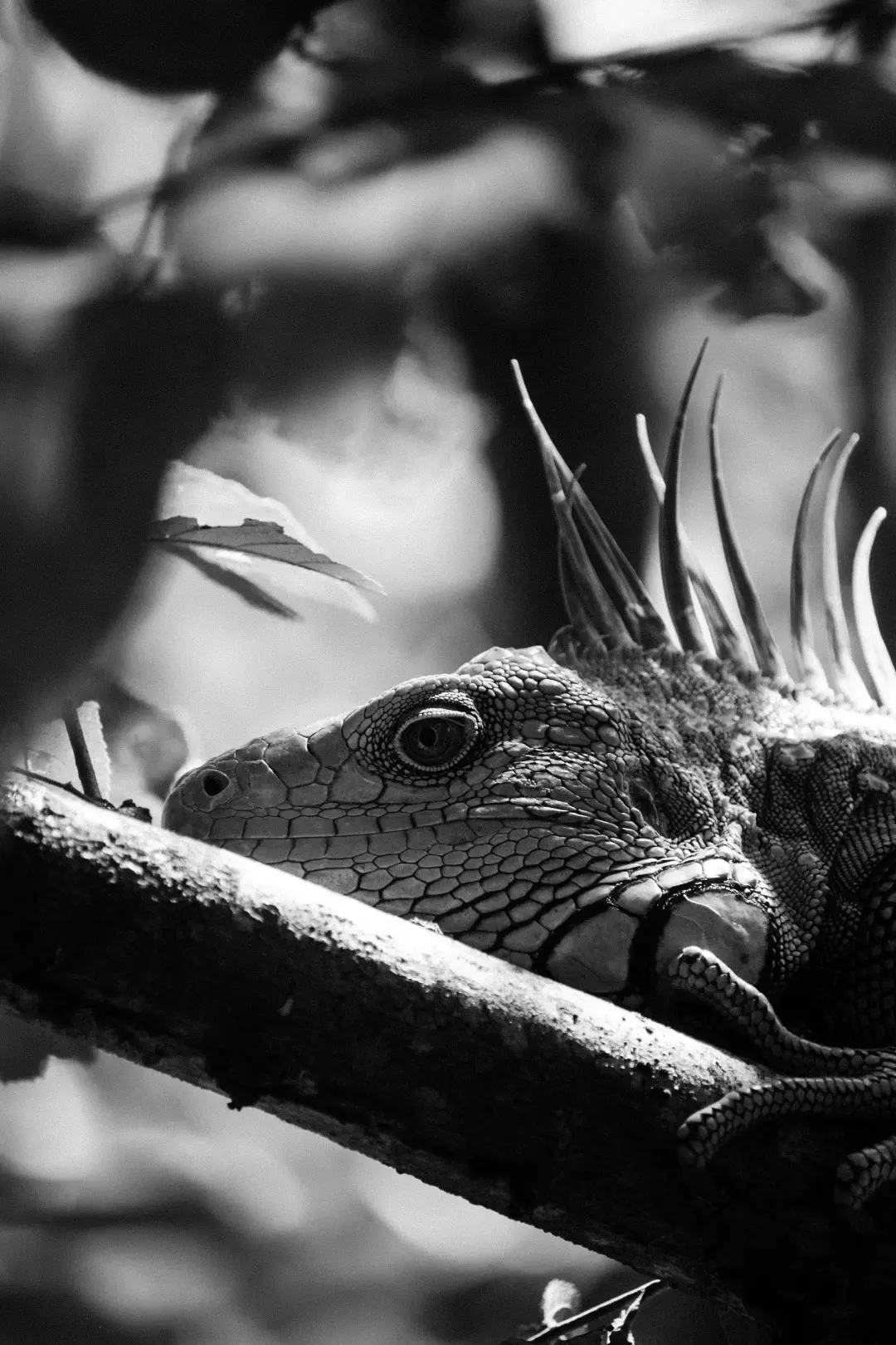 Iguana resting on a branch, spiky crest visible.