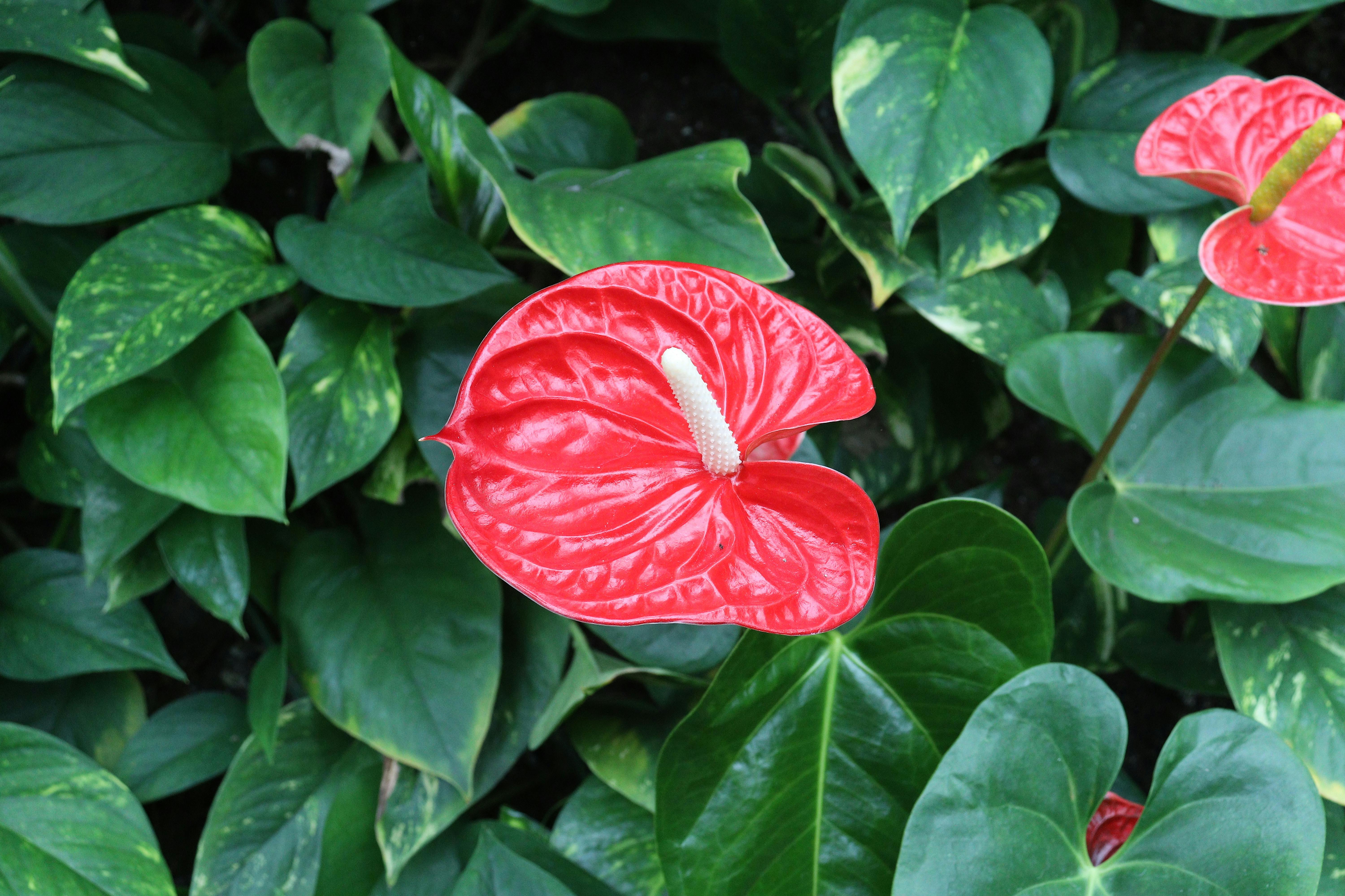 Anthurium