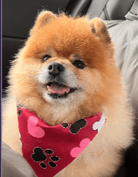 Vintage Car Under Palm Trees