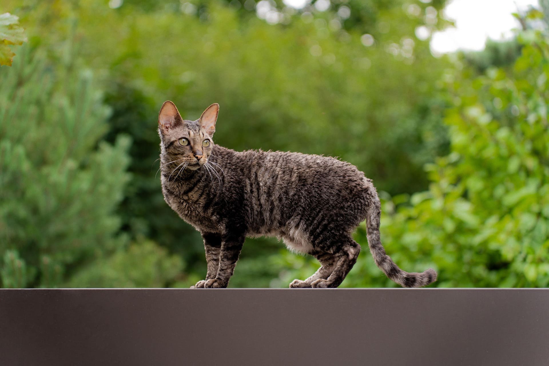 A Cornish Rex is standing on a brown outdoor wall.