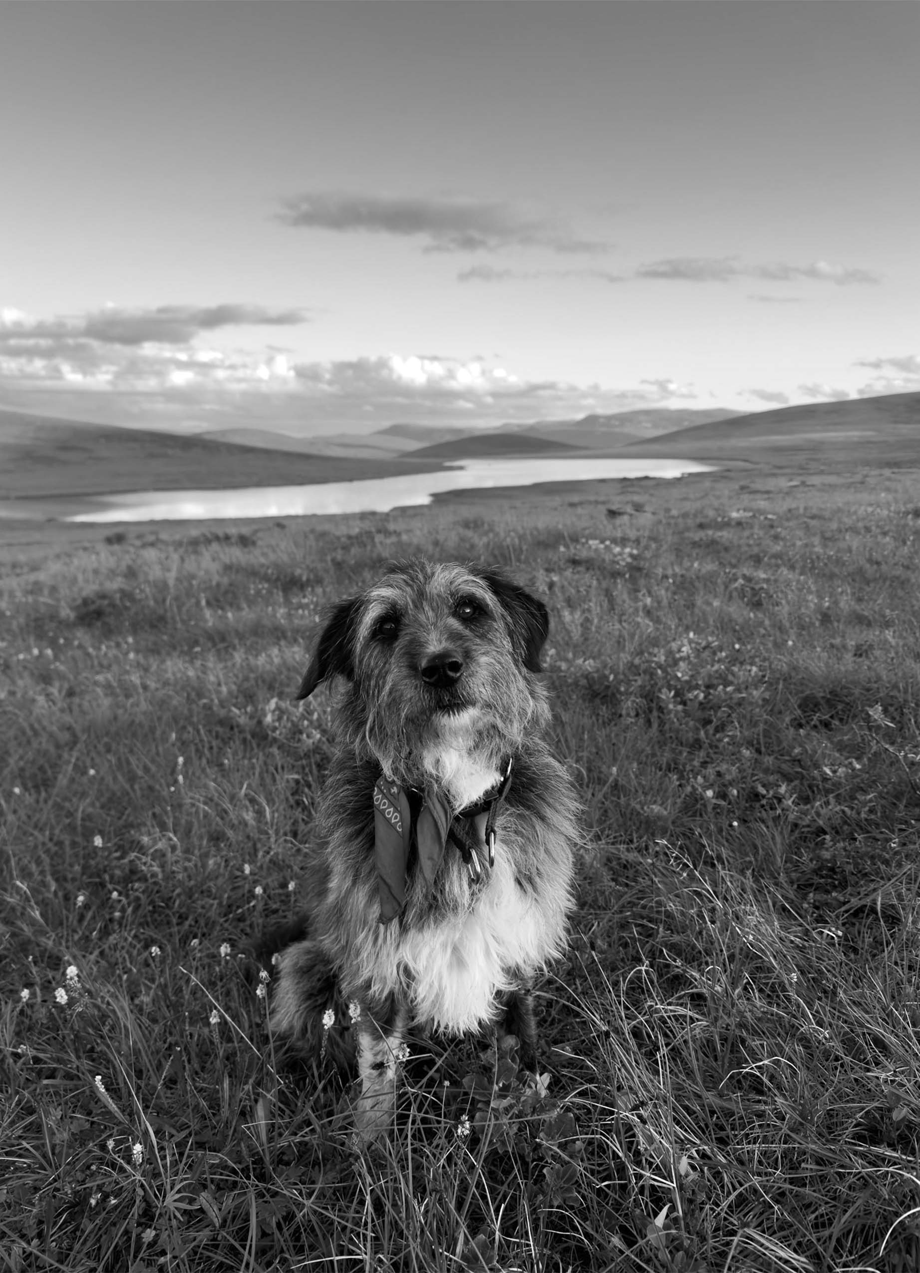 Dog sitting in open field