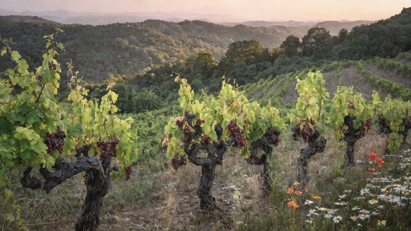 Sacred artwork by Faith and Verse. © Faith and Verse, 2025. All rights reserved. Traditional Catholic art—vineyards in the hills of Italy, with mature grapevines and distant valleys, symbolising patient labour, stewardship of the land, and the fruit of faithful care.