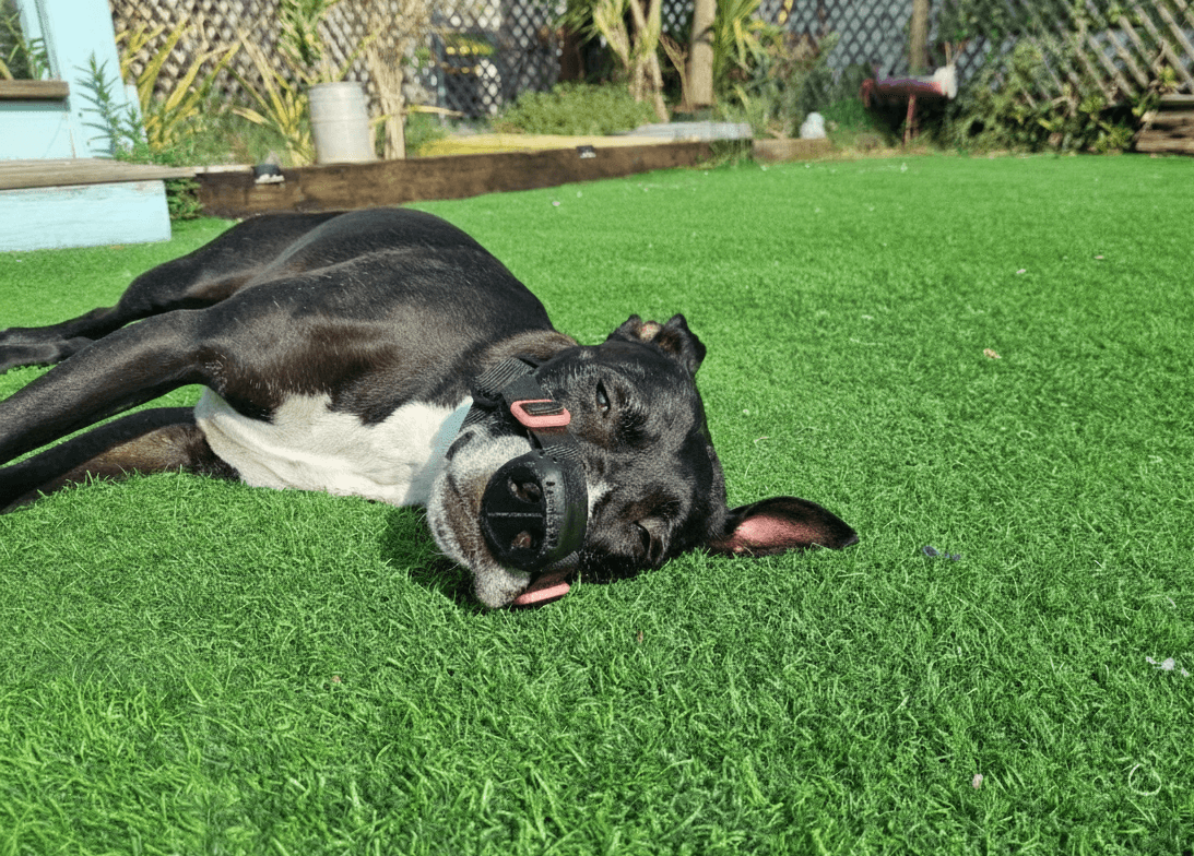 Billie sunbathing with SnoutCover