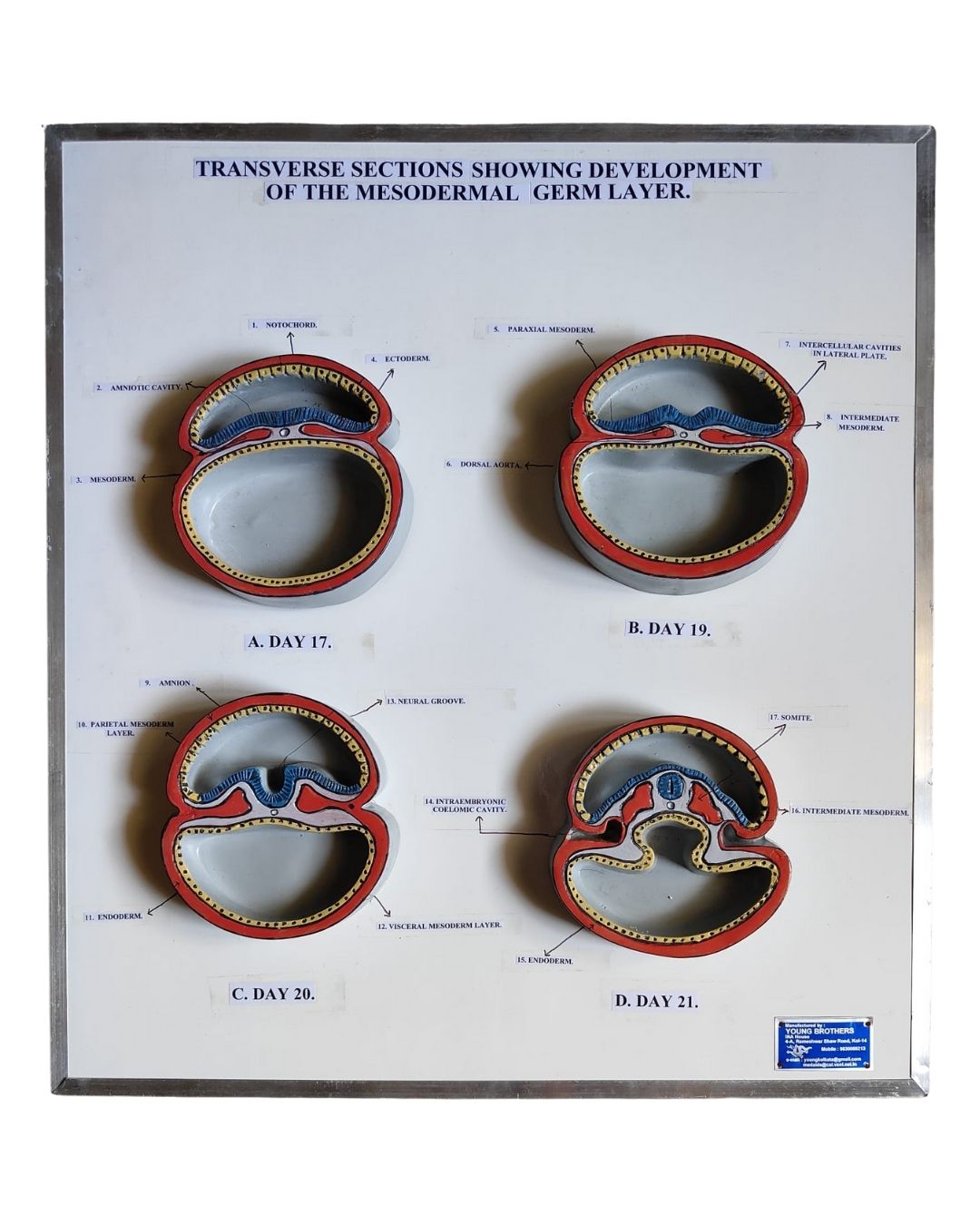 Transverse Sections Showing Development of the Mesodermal Germ Layer