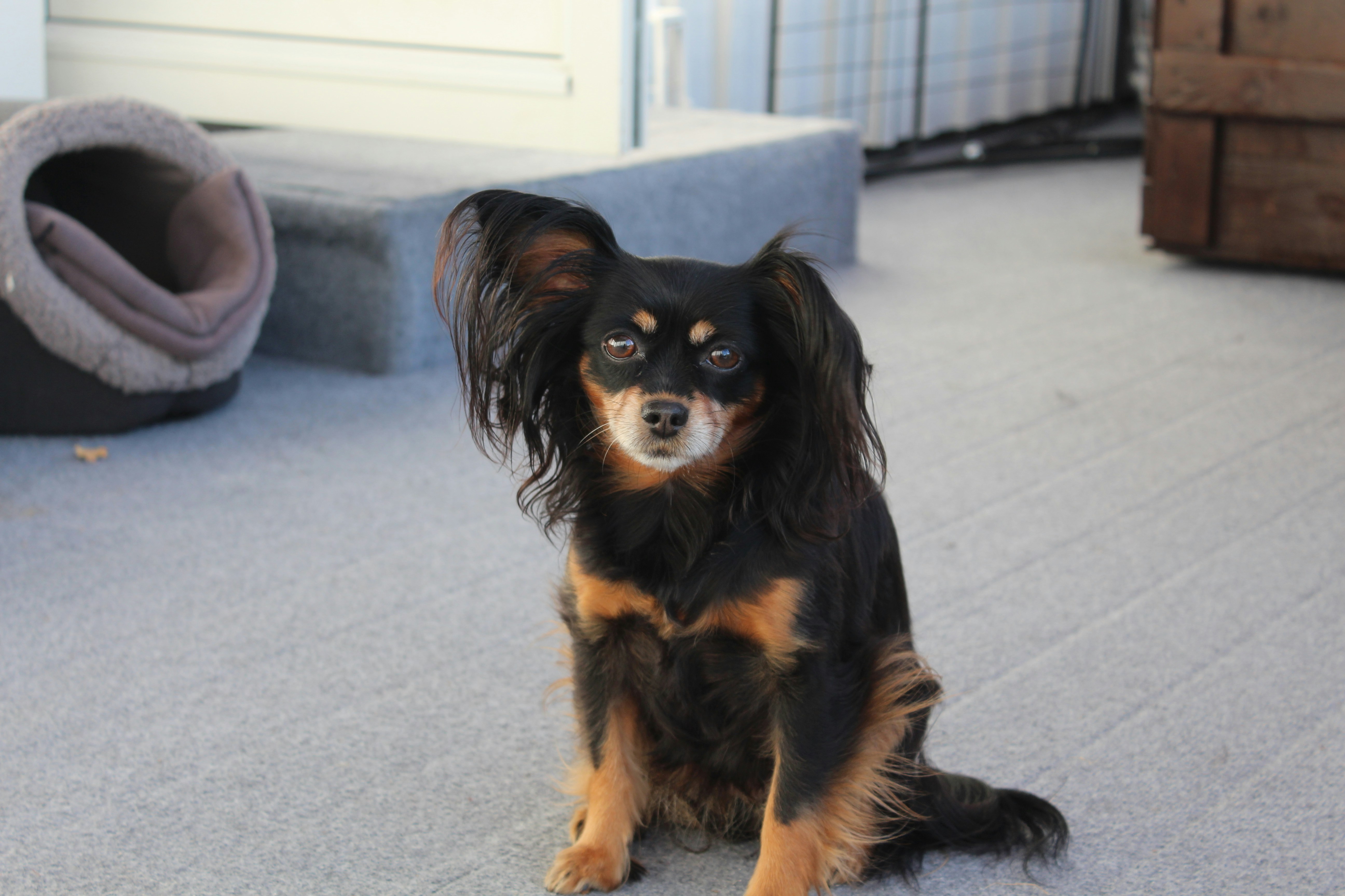 A black and brown dog sitting on top of a floor