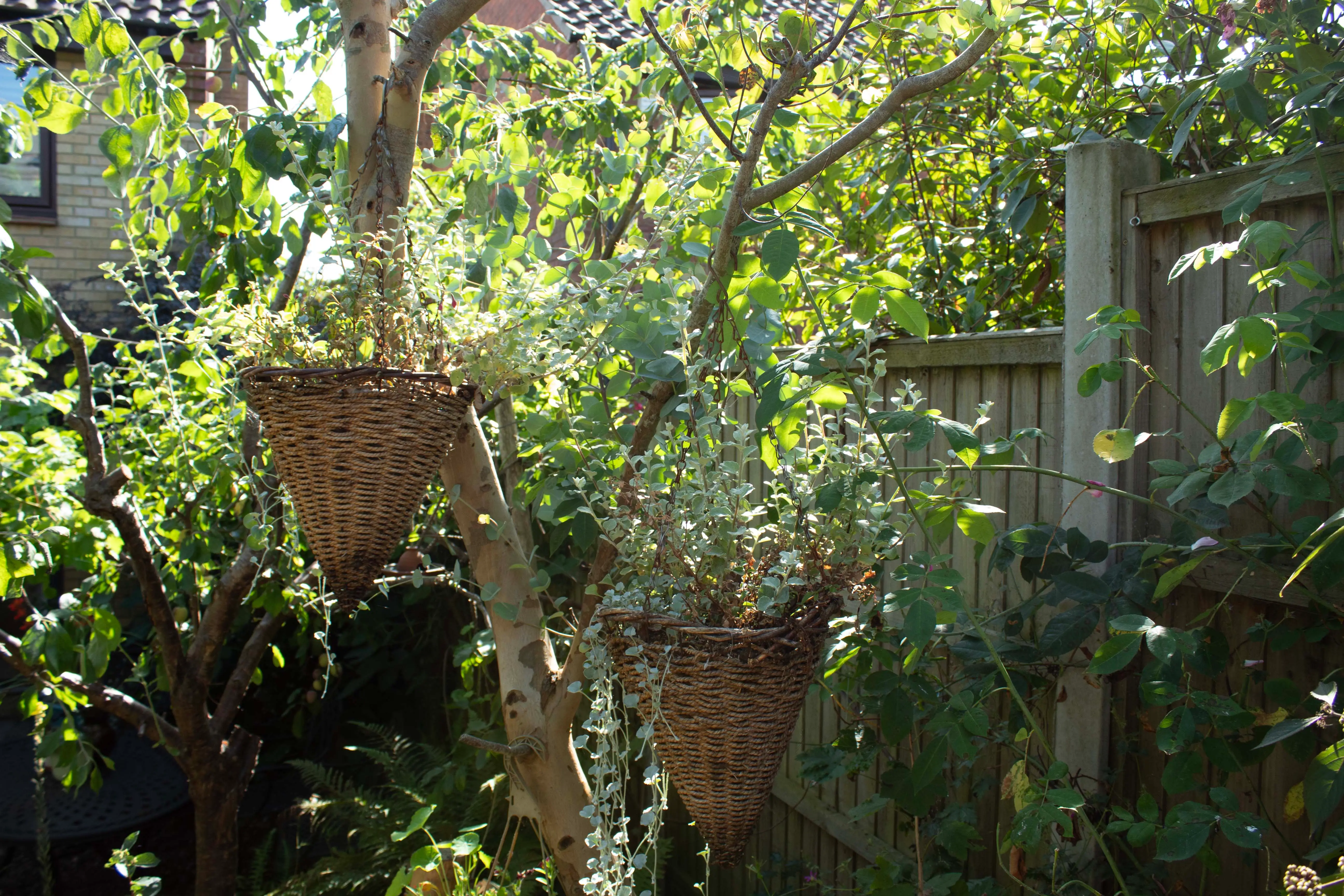 Lush greenery fills the scene, with hanging potted plants creating a vibrant, tranquil atmosphere.