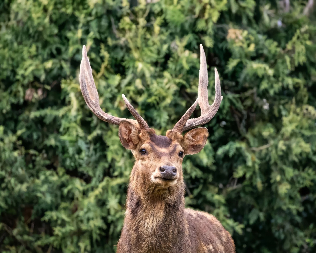 Rusa Deer