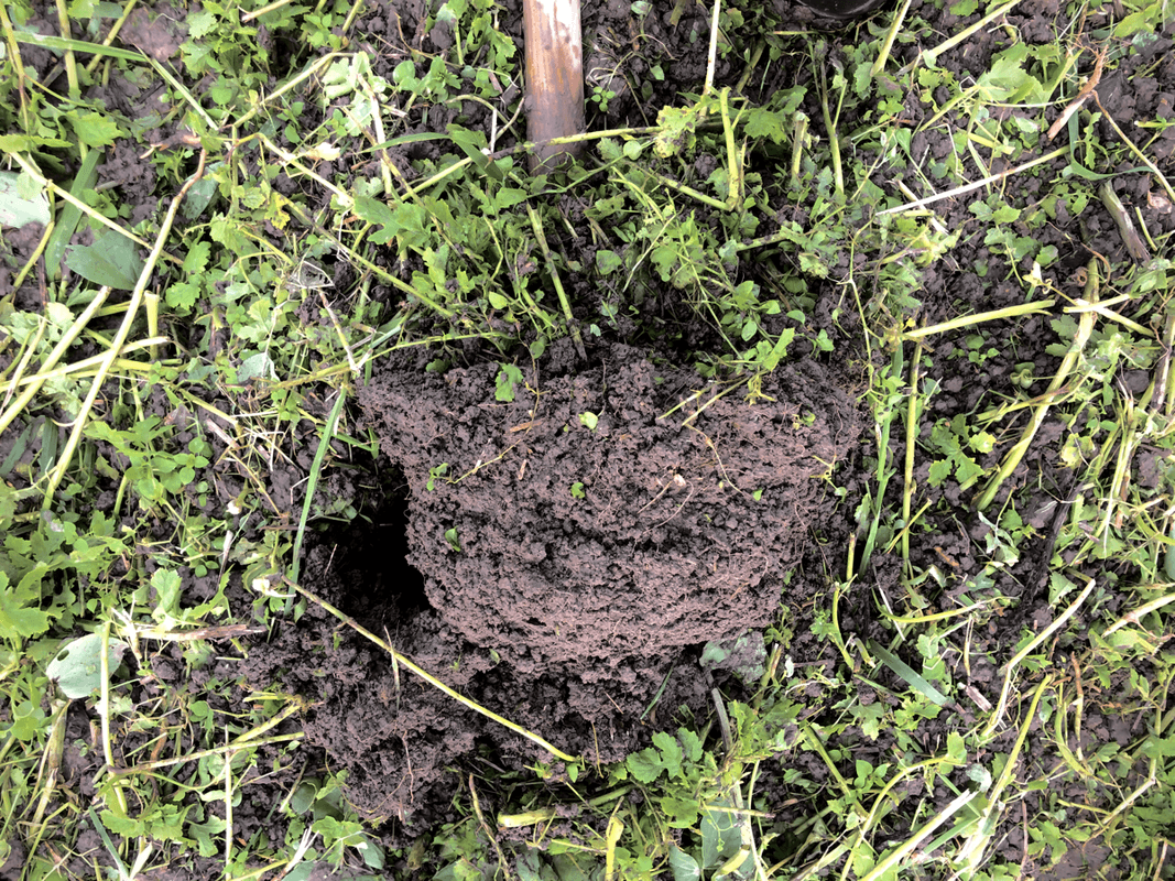 Soil Health Background