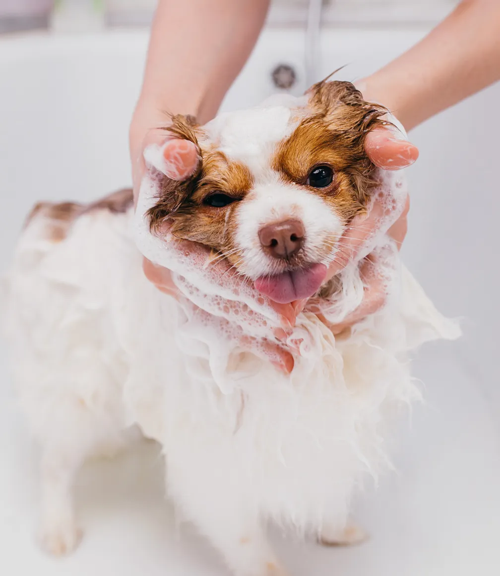 Pet products brand highlighting Amazon market expansion and sales increase