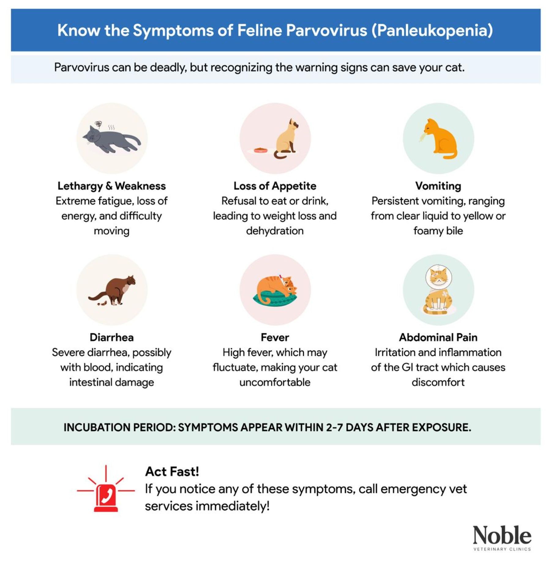 An infographic showing the symptoms of parvo in cats.