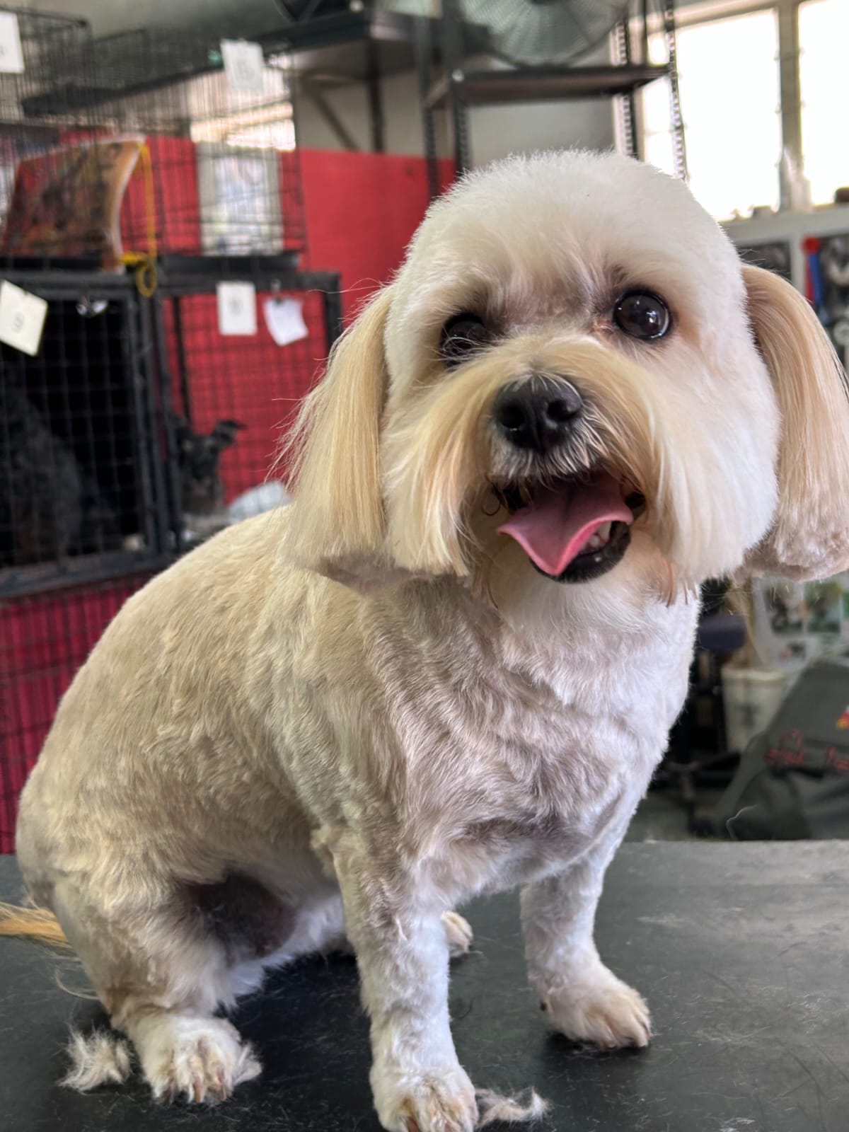 Dog after styling and trimming