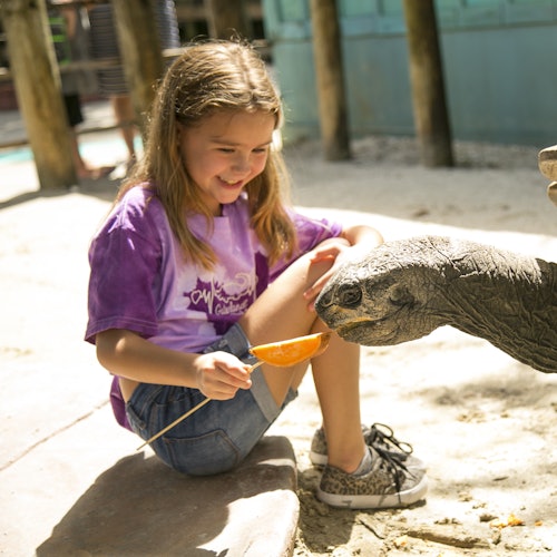 Момиче с лилава риза храни костенурка с купа в ясен слънчев ден, заобиколено от дървени колове и пясък.