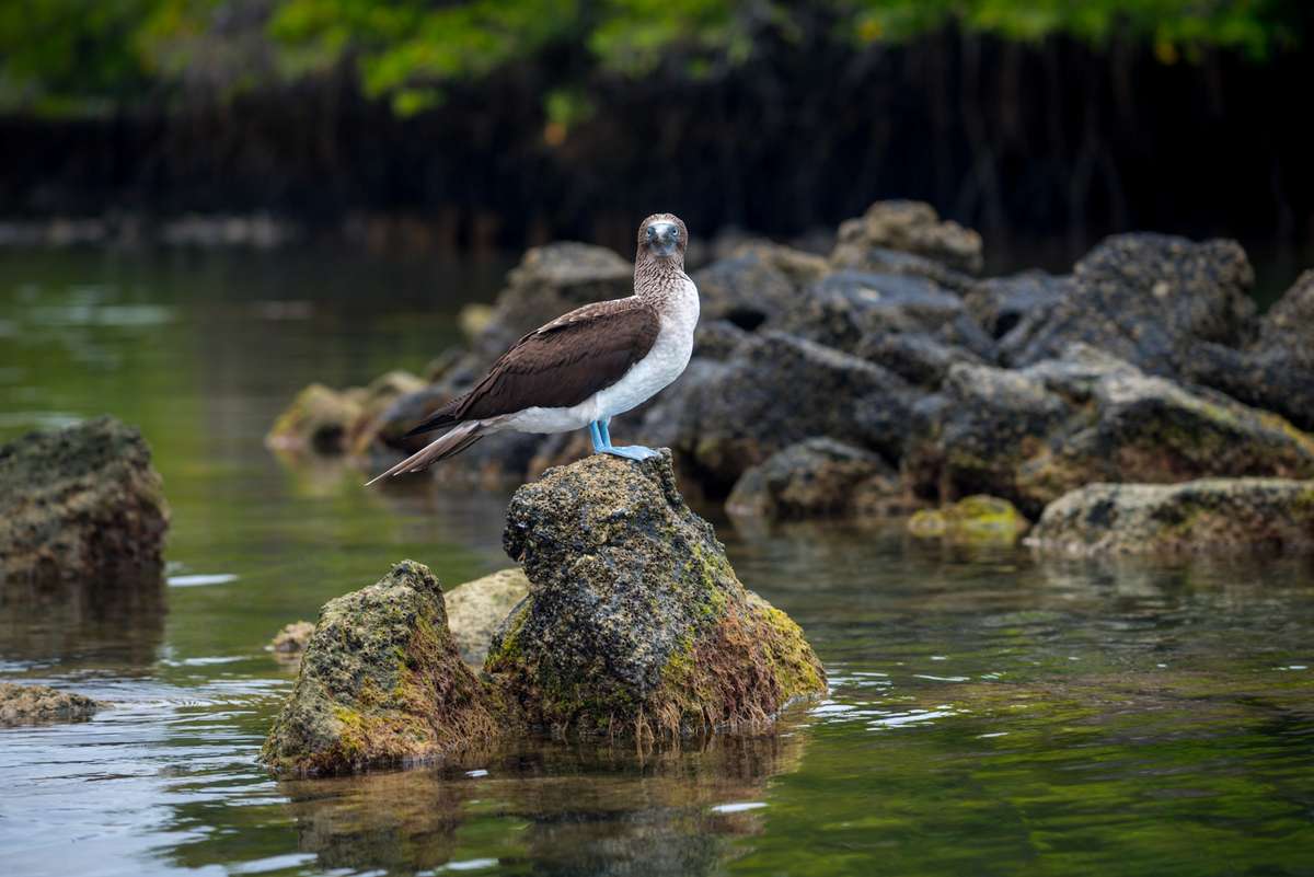 A brown and white pied-billed pelican stands on a mossy rock in shallow water among other rocks and mangrove roots.