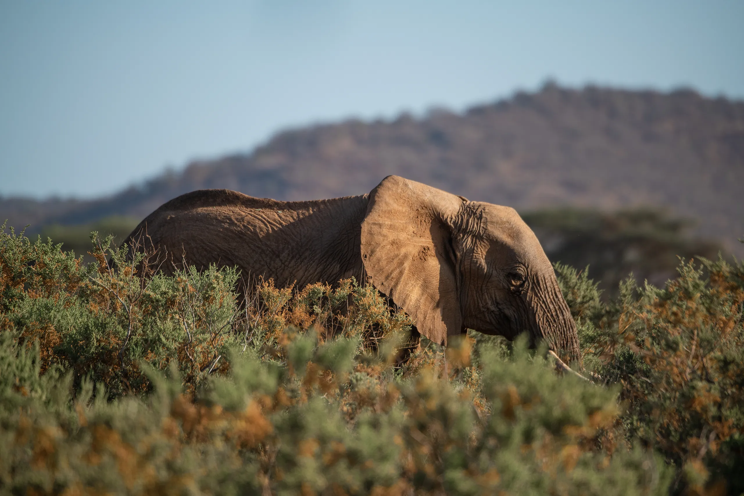 A close up documentary shot of an elephant using its trunk to feed on shrubs in the Kenyan bush.