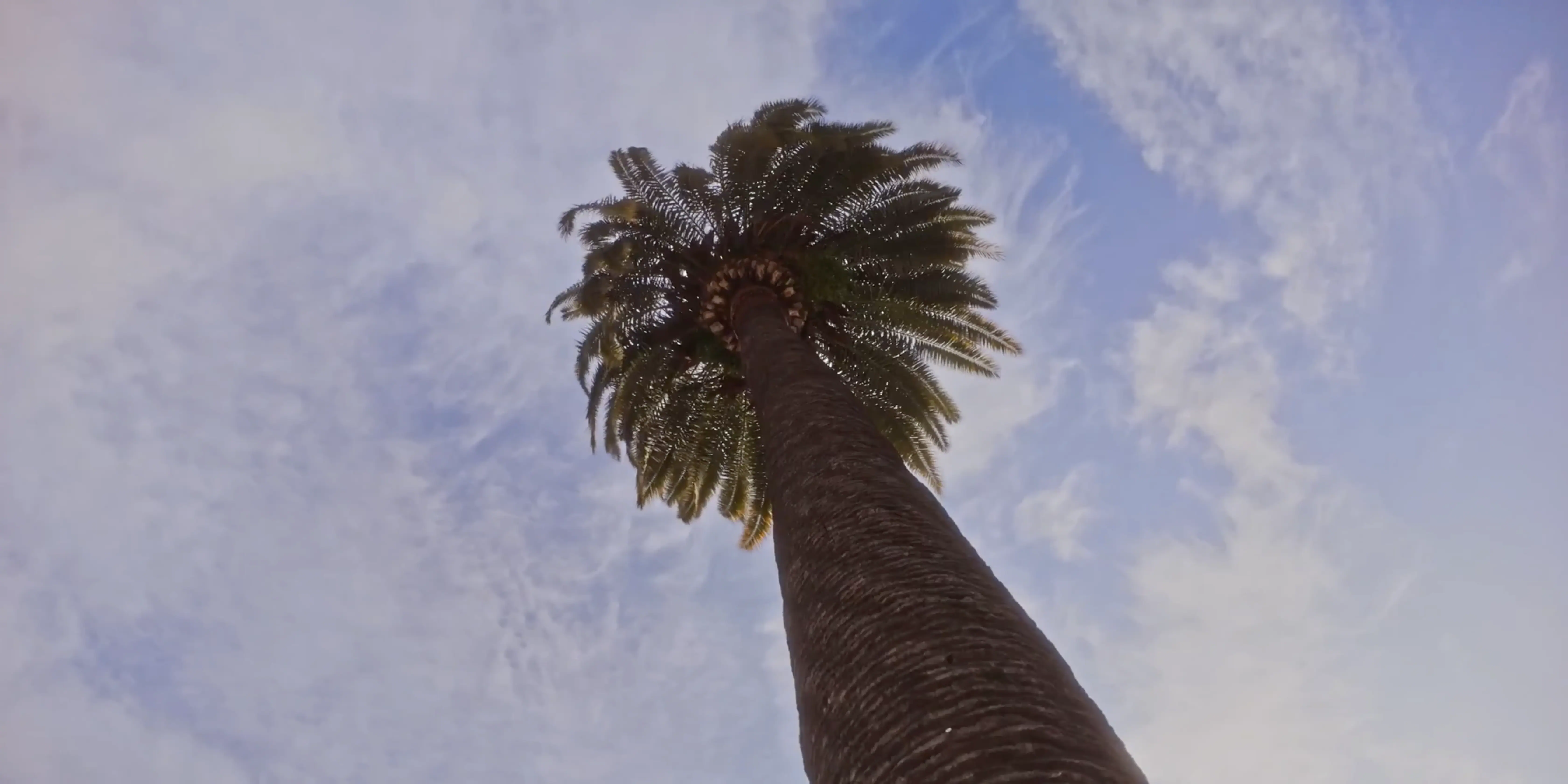 A tall, majestic palm tree reaches up towards a clear blue sky, framed by thin wisps of white clouds.