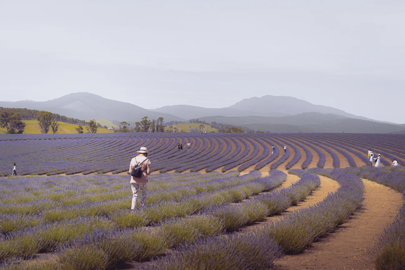 Bridestowe Lavender Estate, Tasmania