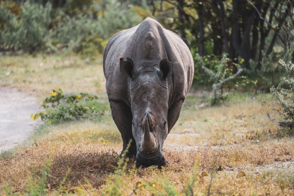 Rhino, Namibia safari