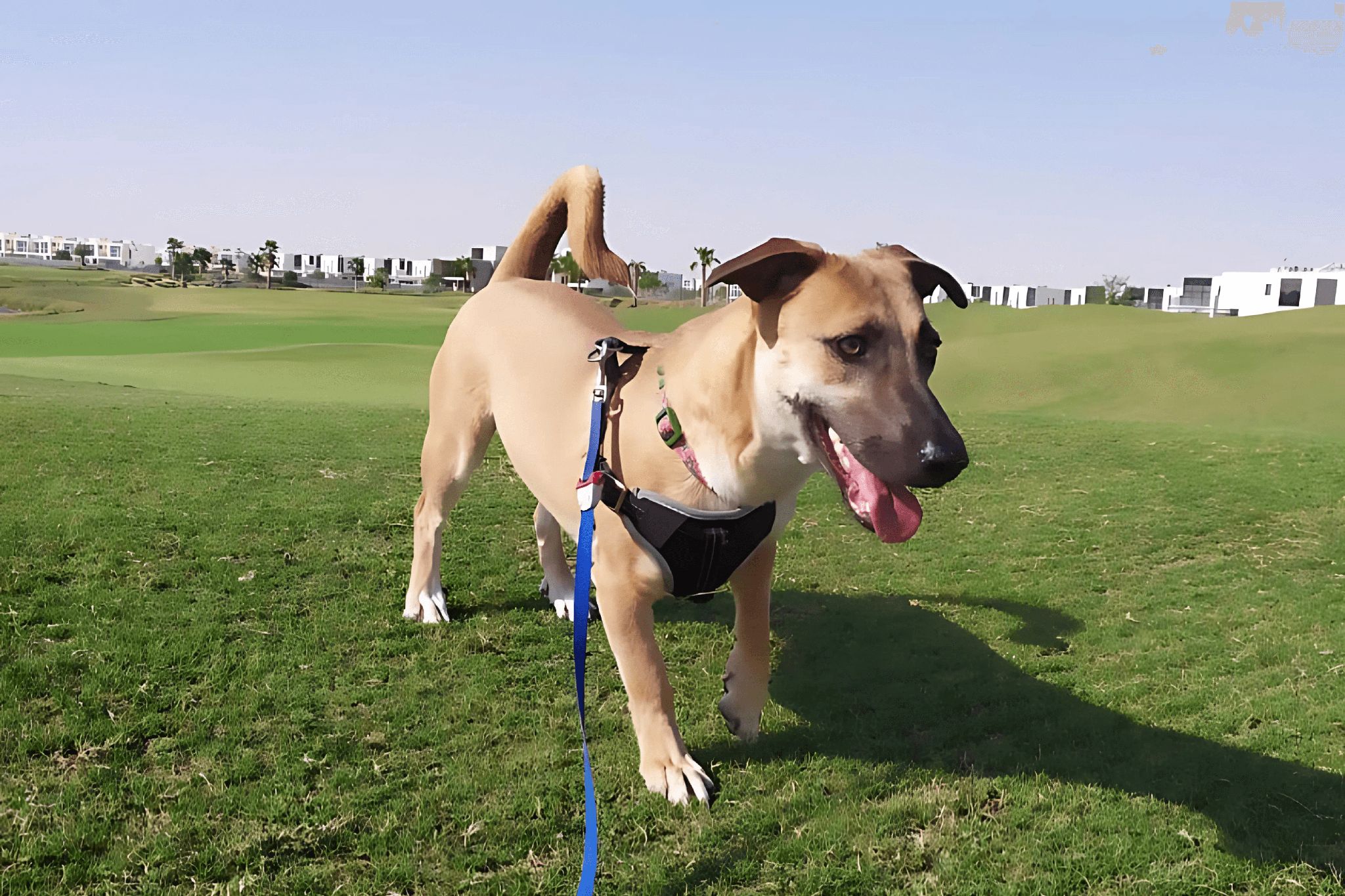 Dubai Dog Sitting Company