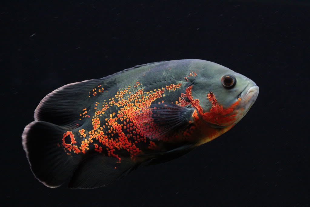 An Oscar Fish in swimming motion