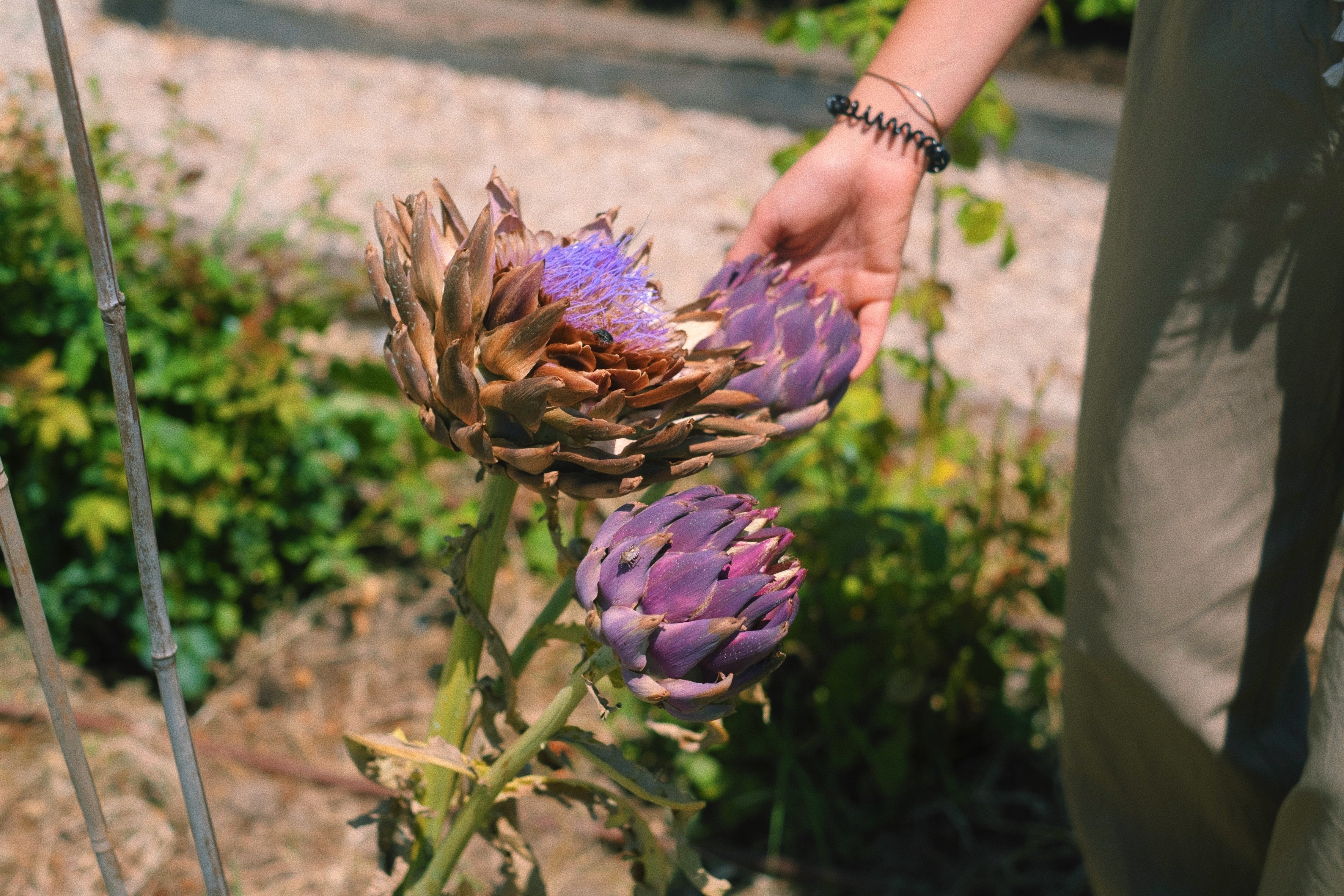 Vase with wheat inside