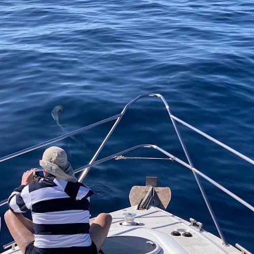 富特文图拉:1.5小时海豚观赏邮轮 + 富特文图拉酒店接送门票