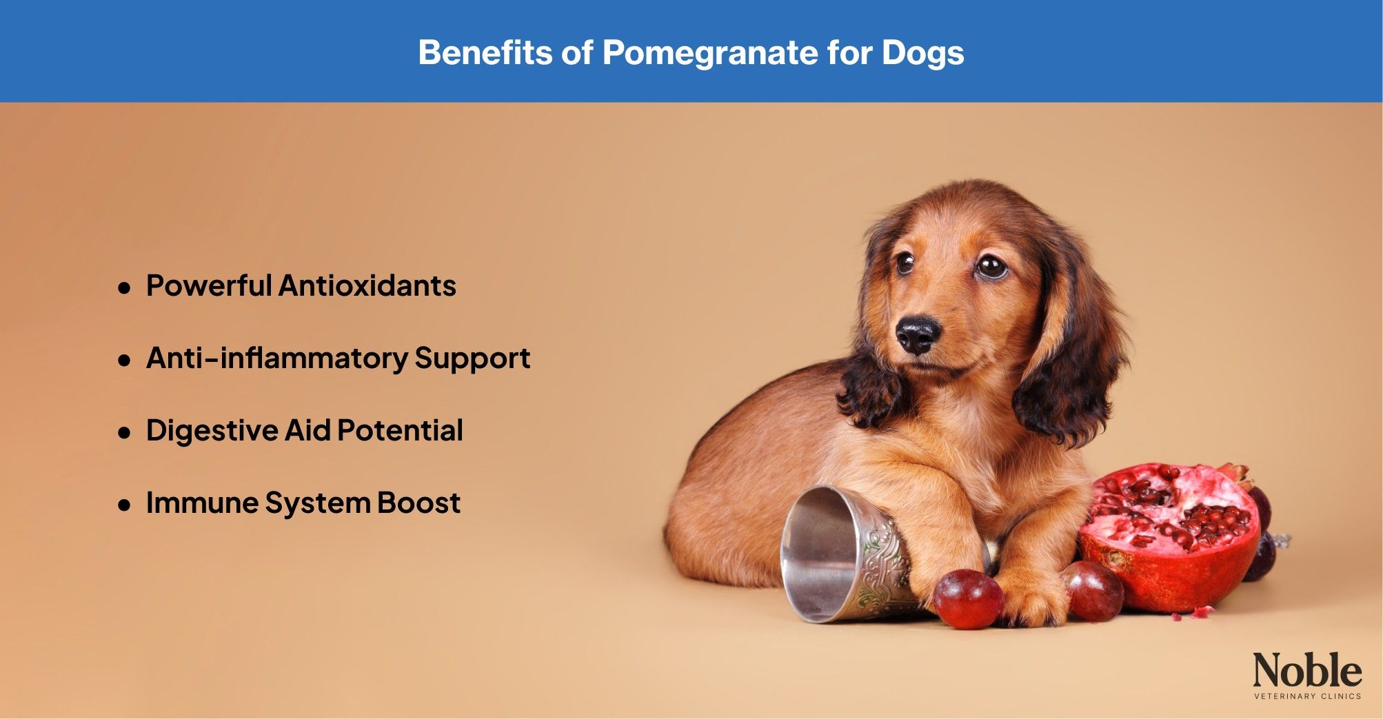 Benefits of pomegranate for dogs