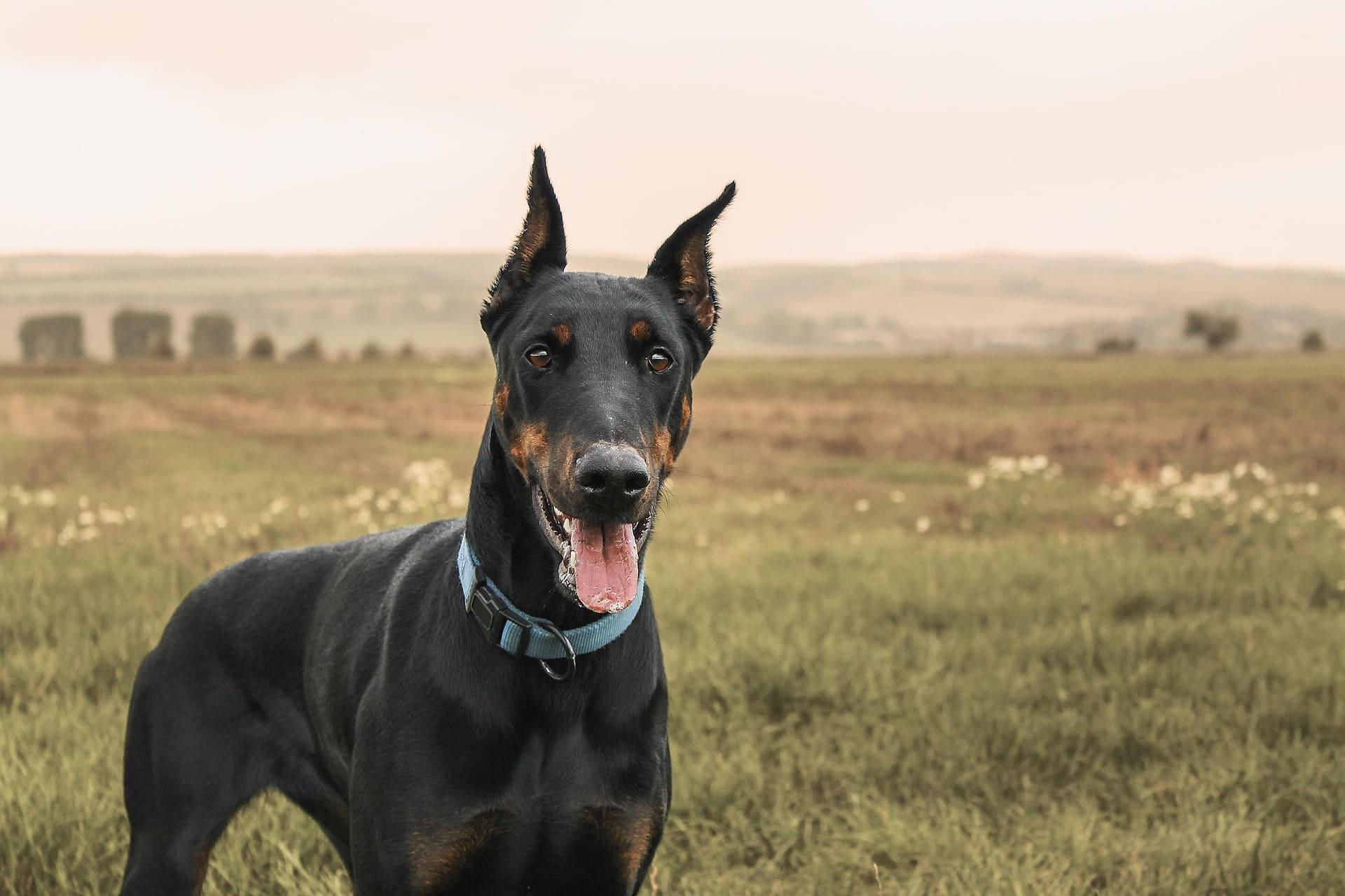 A Doberman is smiling straight while standing in a grassy area.