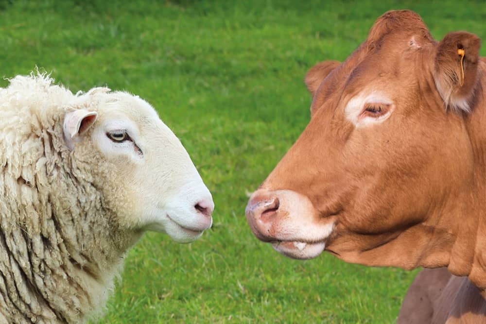 Problemas de bienestar en bovinos