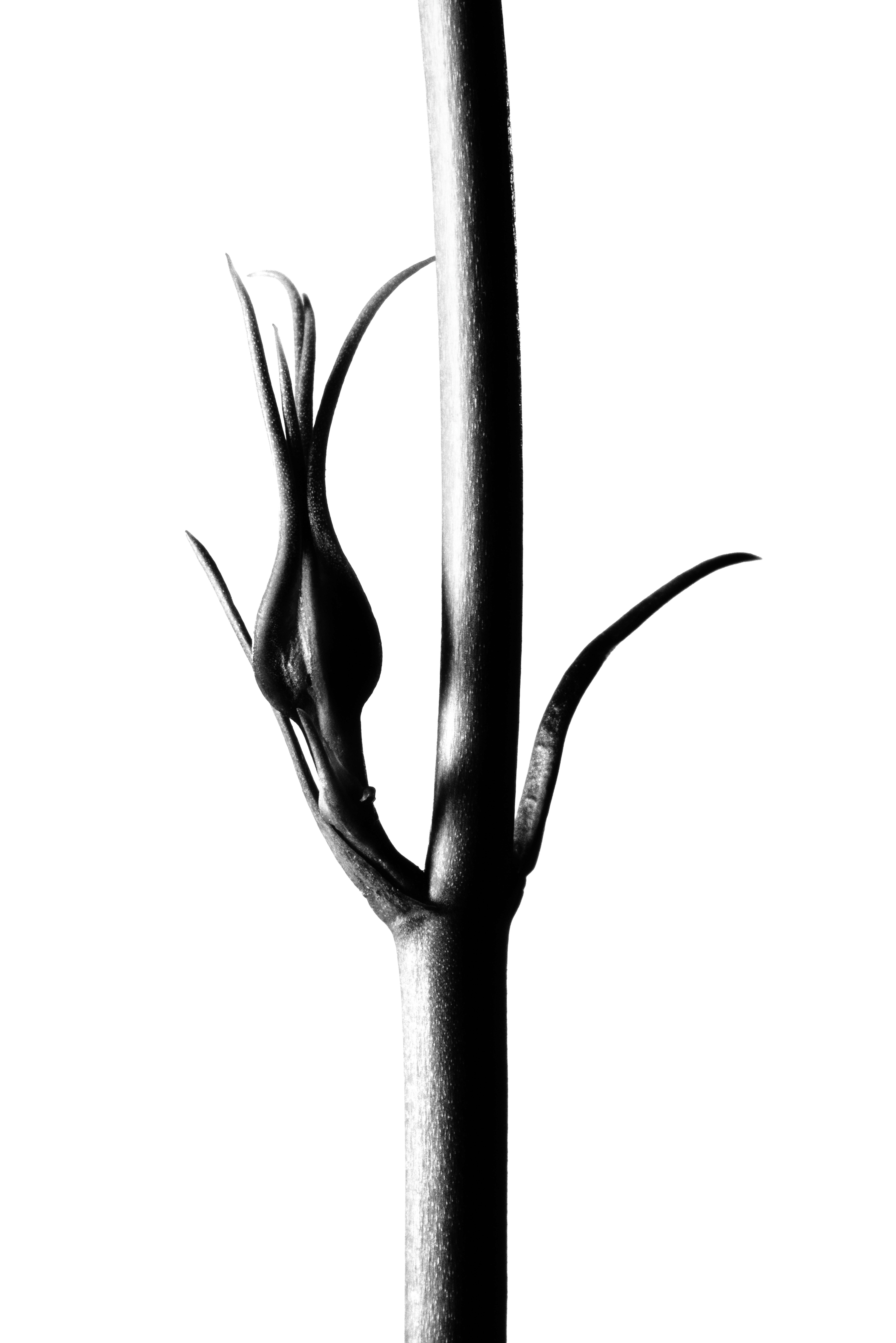 Fleur, Ortie, Photo de studio, Noir et blanc, pierretmae