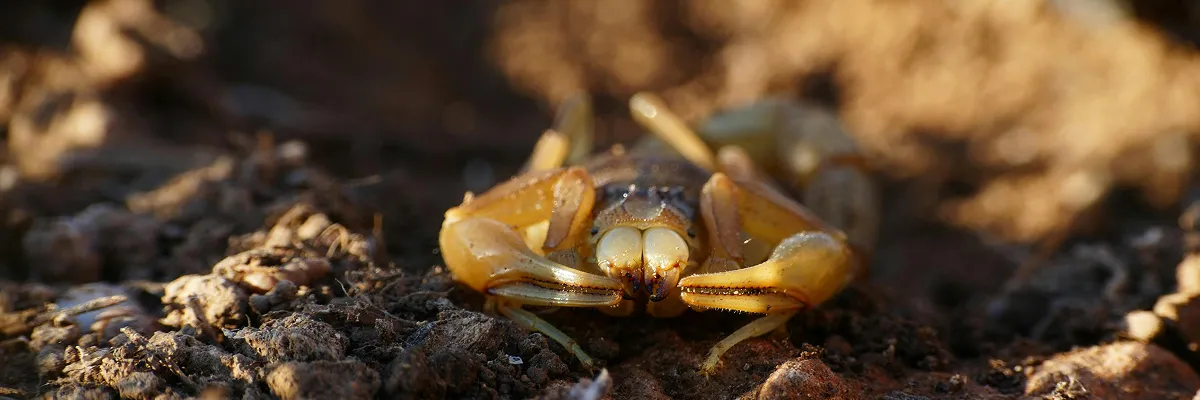 Scorpion in dessert with claws up