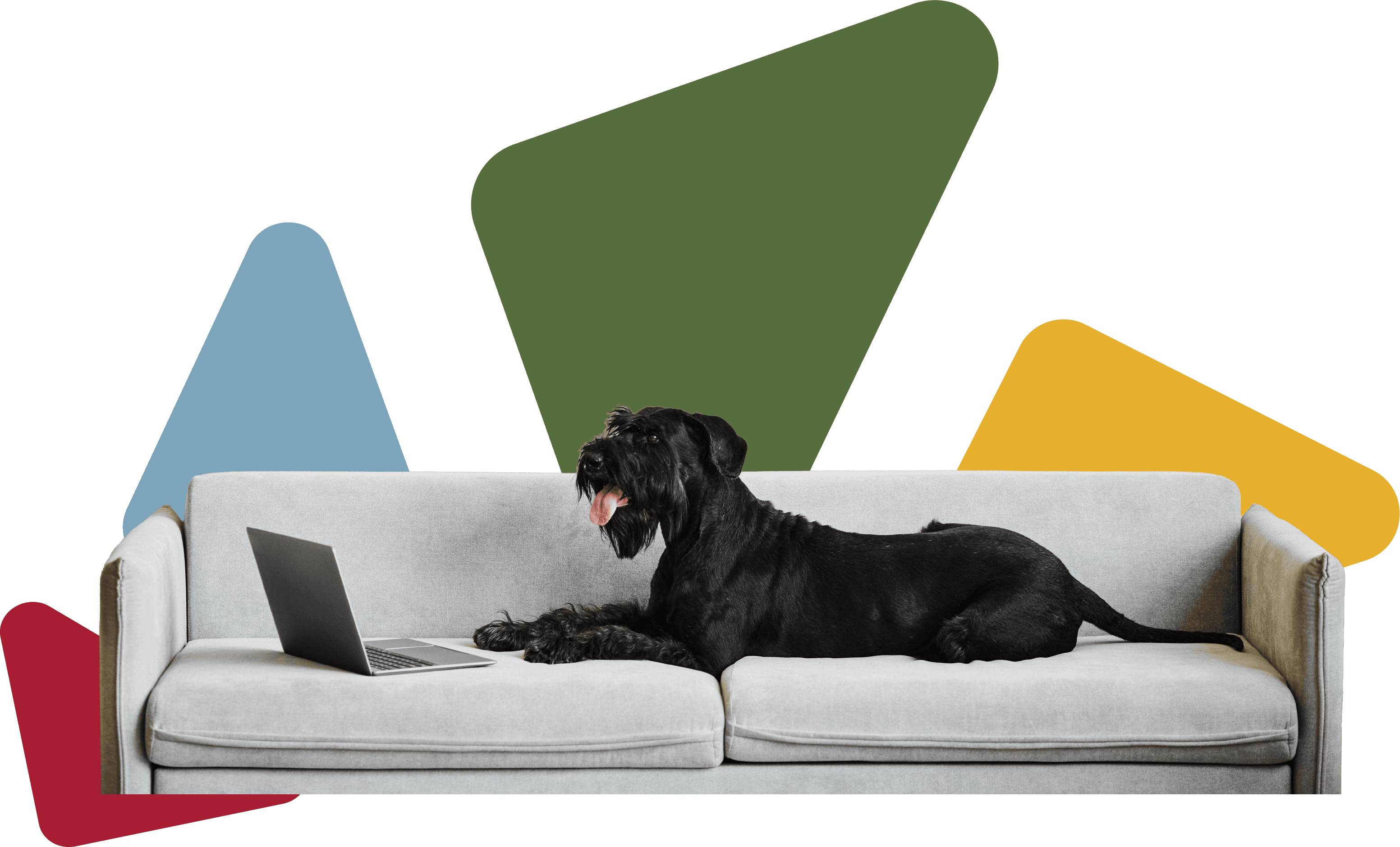 Chien sur un canapé avec un ordinateur portable