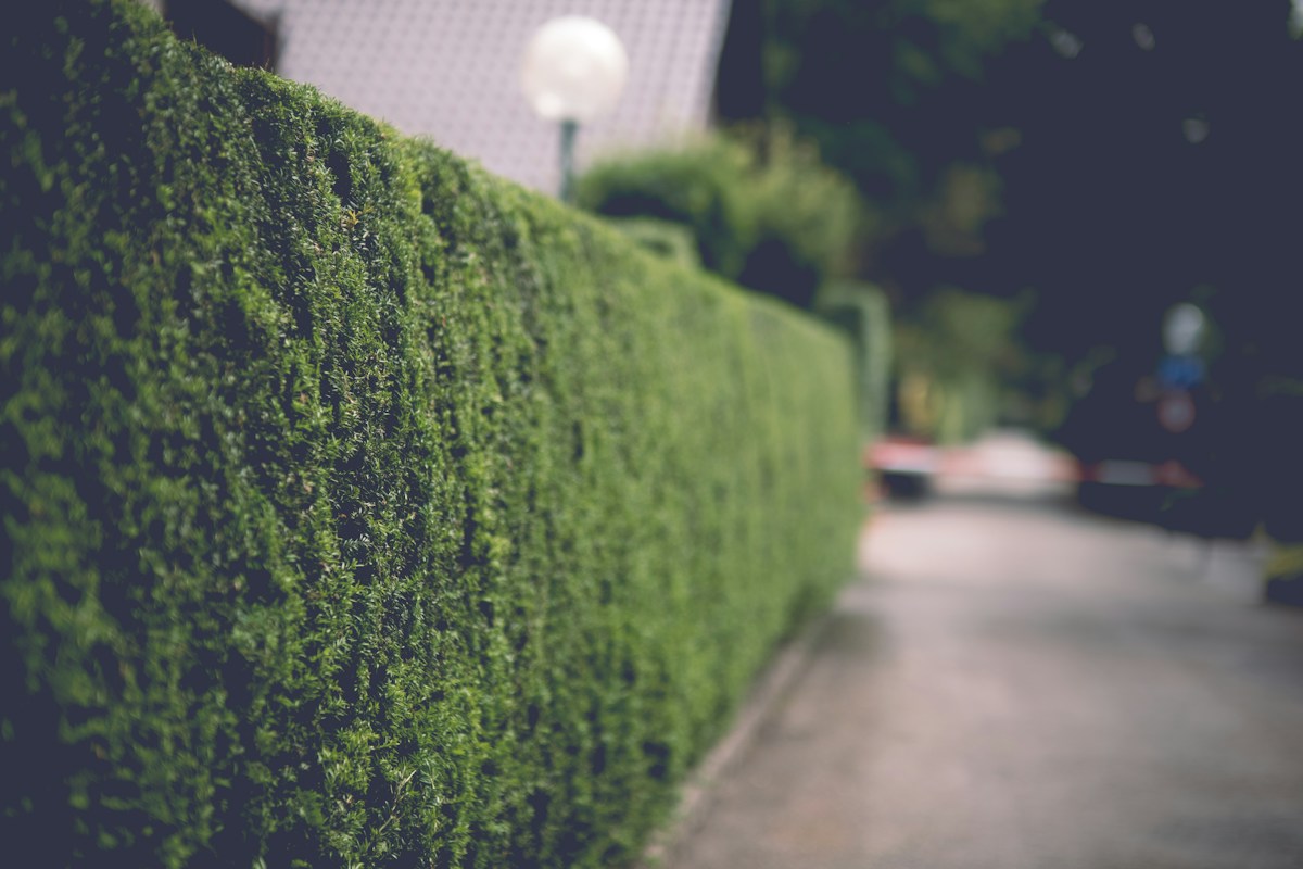 Neatly trimmed hedge