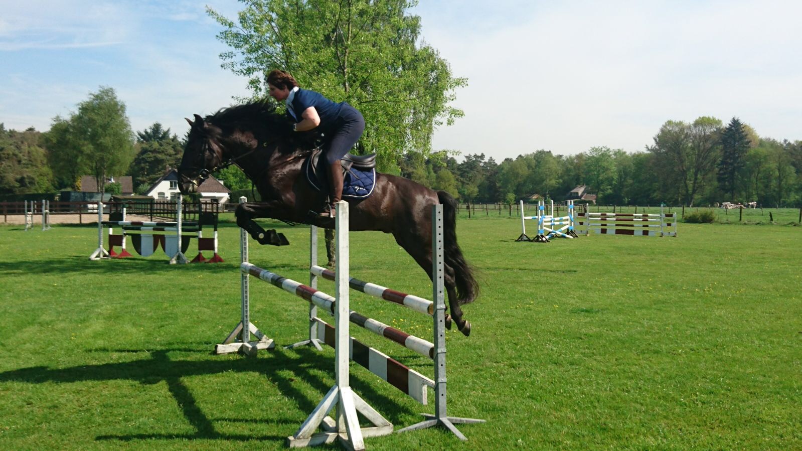 PRE stallion jumping 