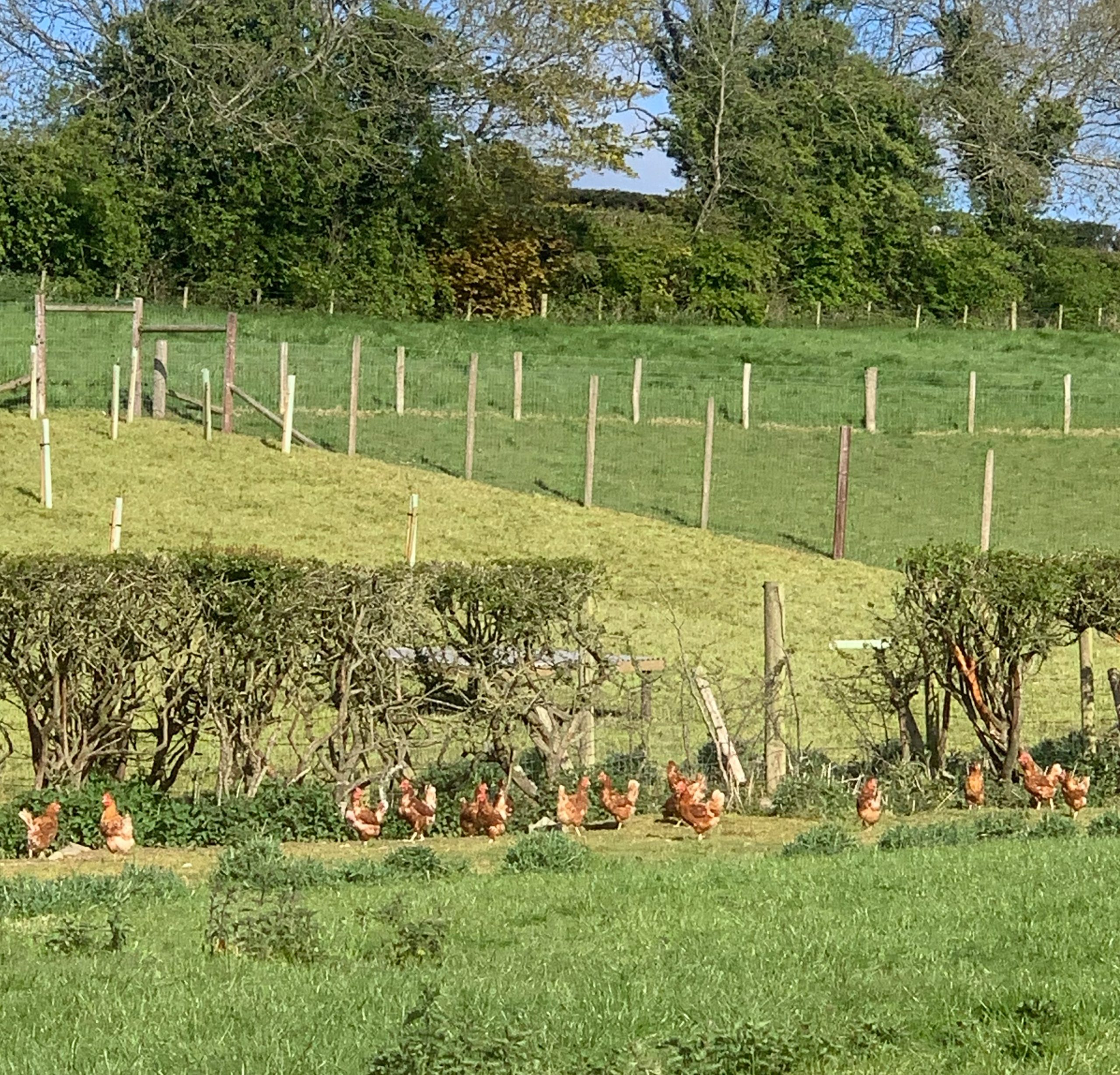 Chicken from Chapel Lane Eggs producing the best organic eggs for As One Restaurant Dublin