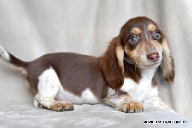 Longhair Black & Cream dapple male