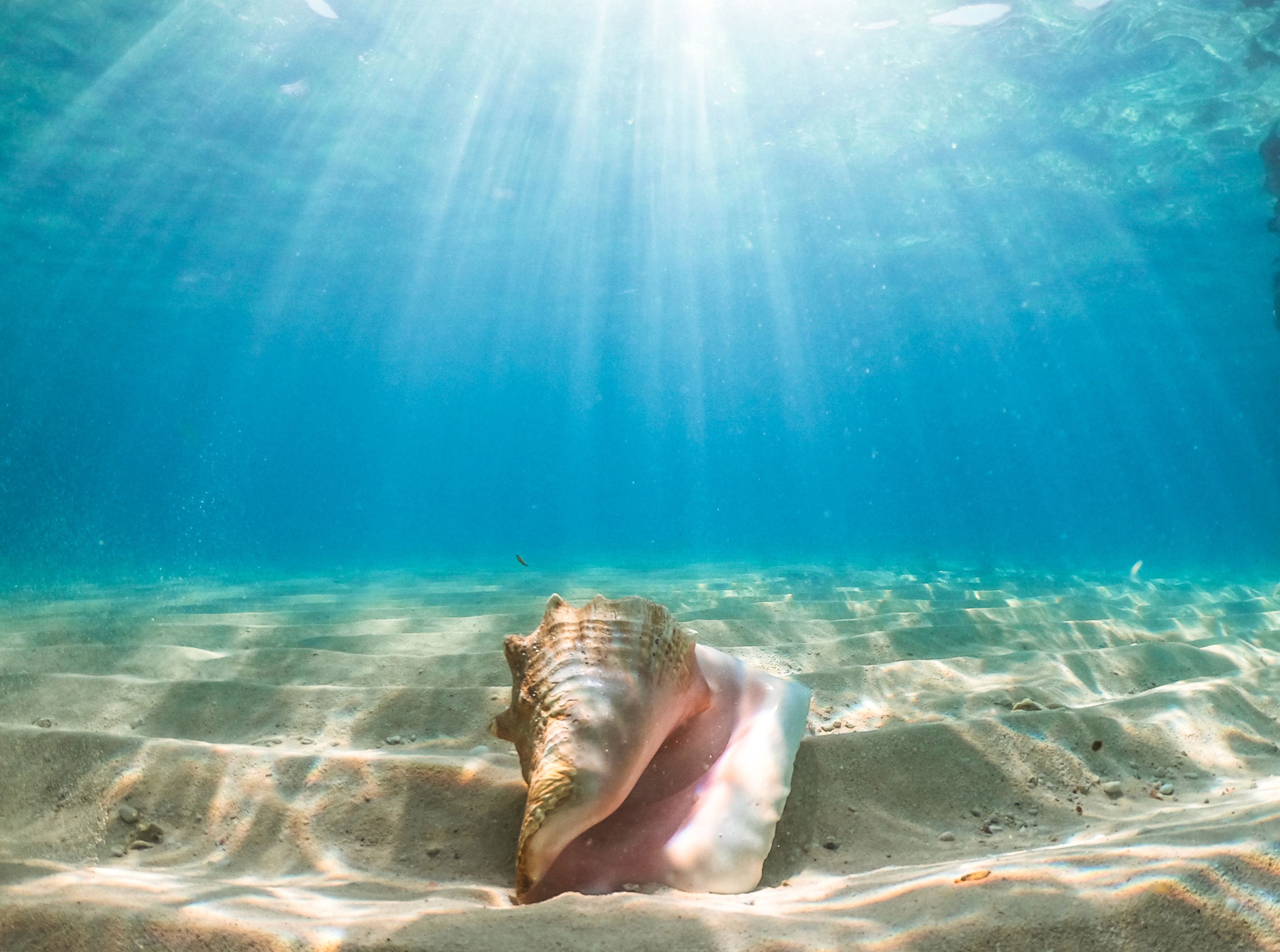 Eleanor Hastings with flower robe
