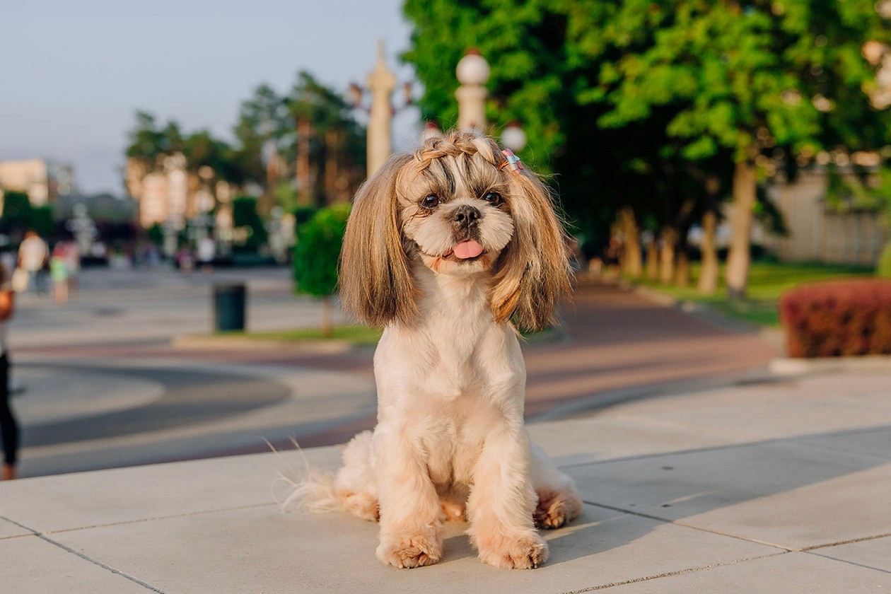 Shihtzu Sitting in Park