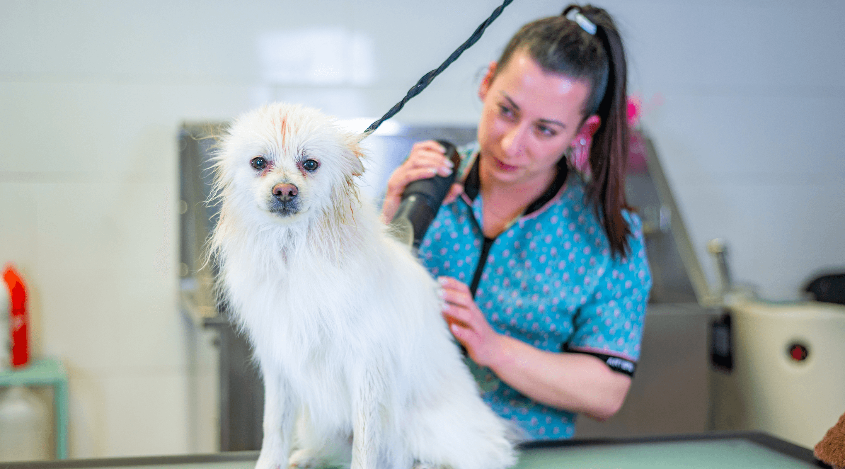 A smiling pet groomer trims the fur of a large black-and-white dog standing on a grooming table, with grooming tools and shelves visible in the background.
