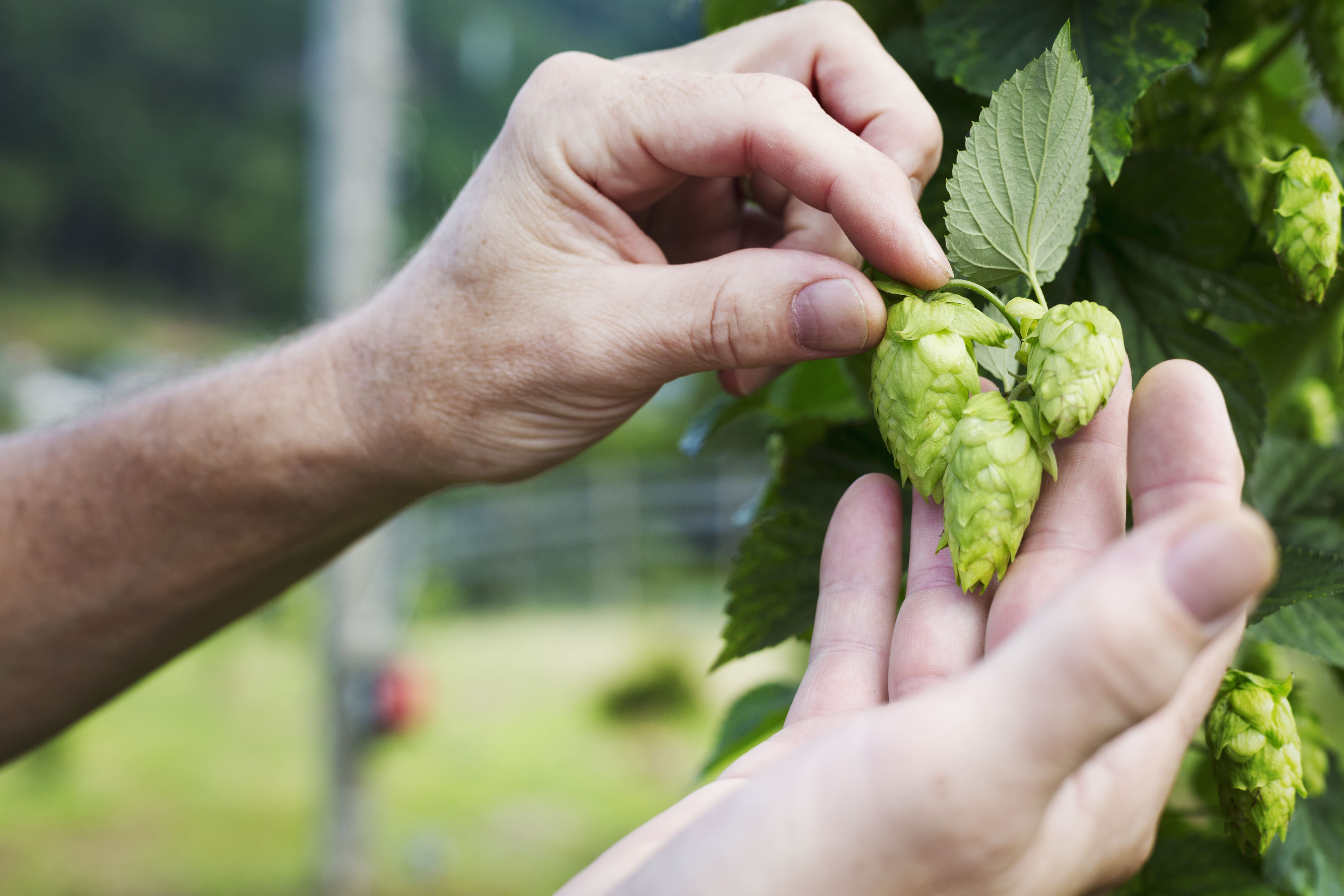 Hands inspecting green hop flowers on a plant outdoors. One hand gently holds the stem while the other separates the flowers, surrounded by lush greenery and a blurred natural background.