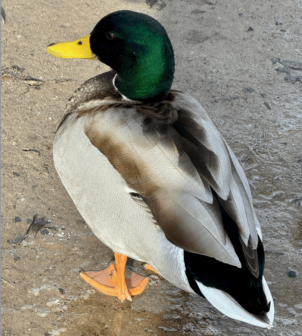 Mallard Duck