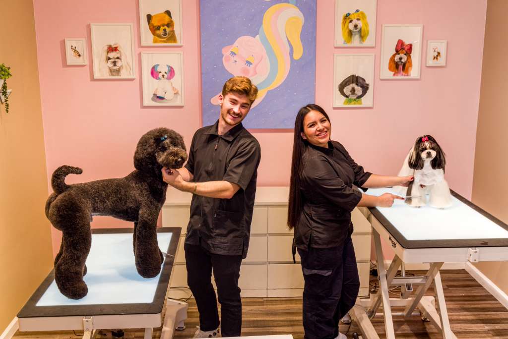 Bright grooming studio with two stylists working on a white and a brown poodle to showcase artistry, precision, and joyful care in a creative setting.