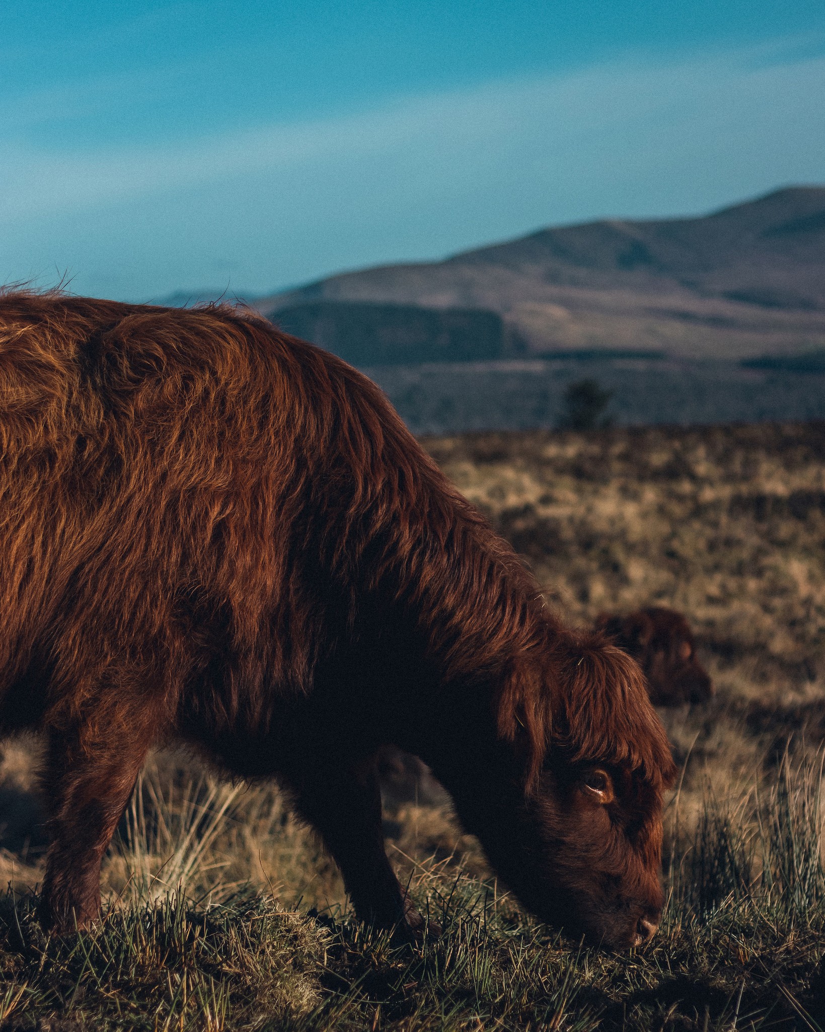 Grazing cow