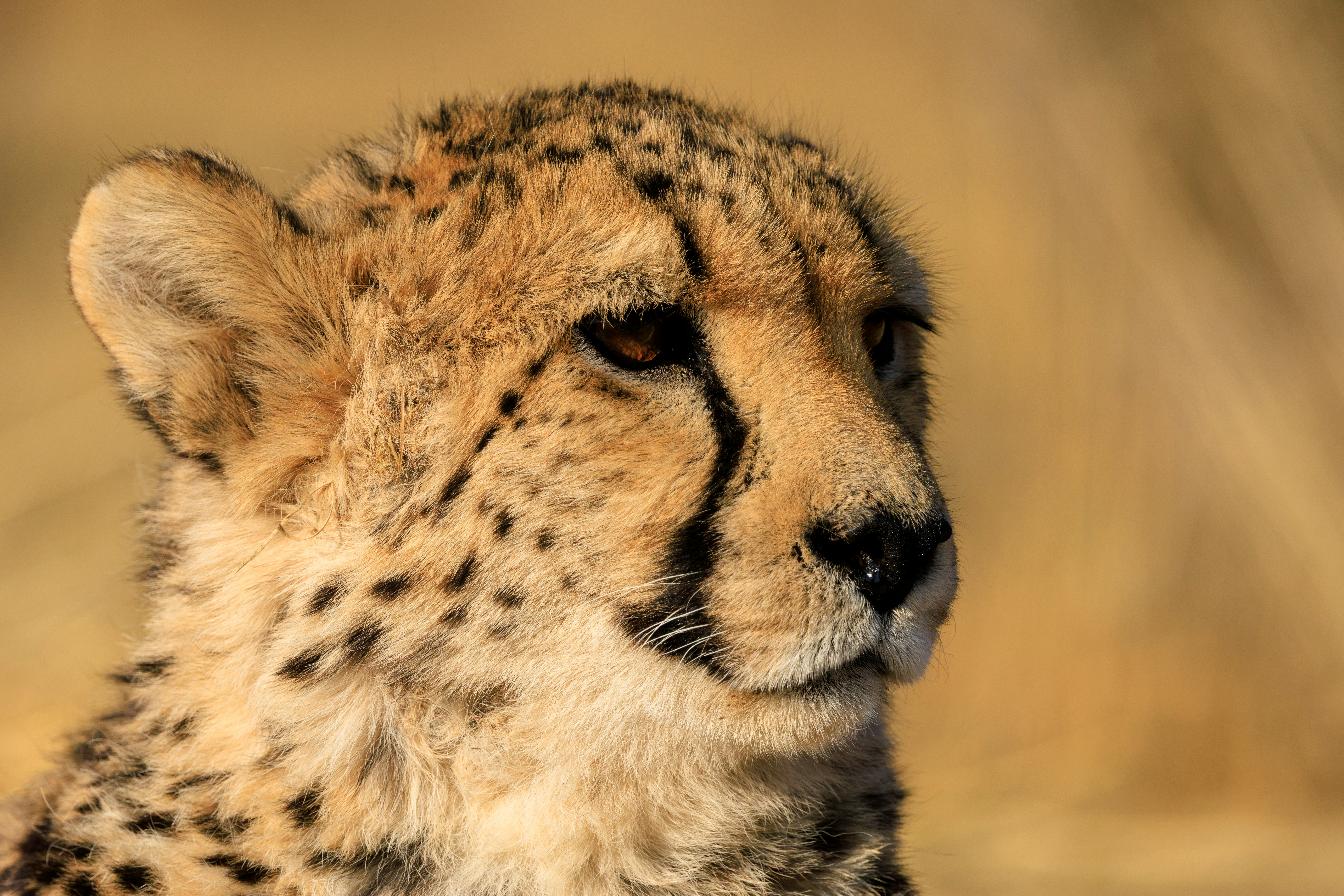 A cheetah cub looks attentively into the distance.