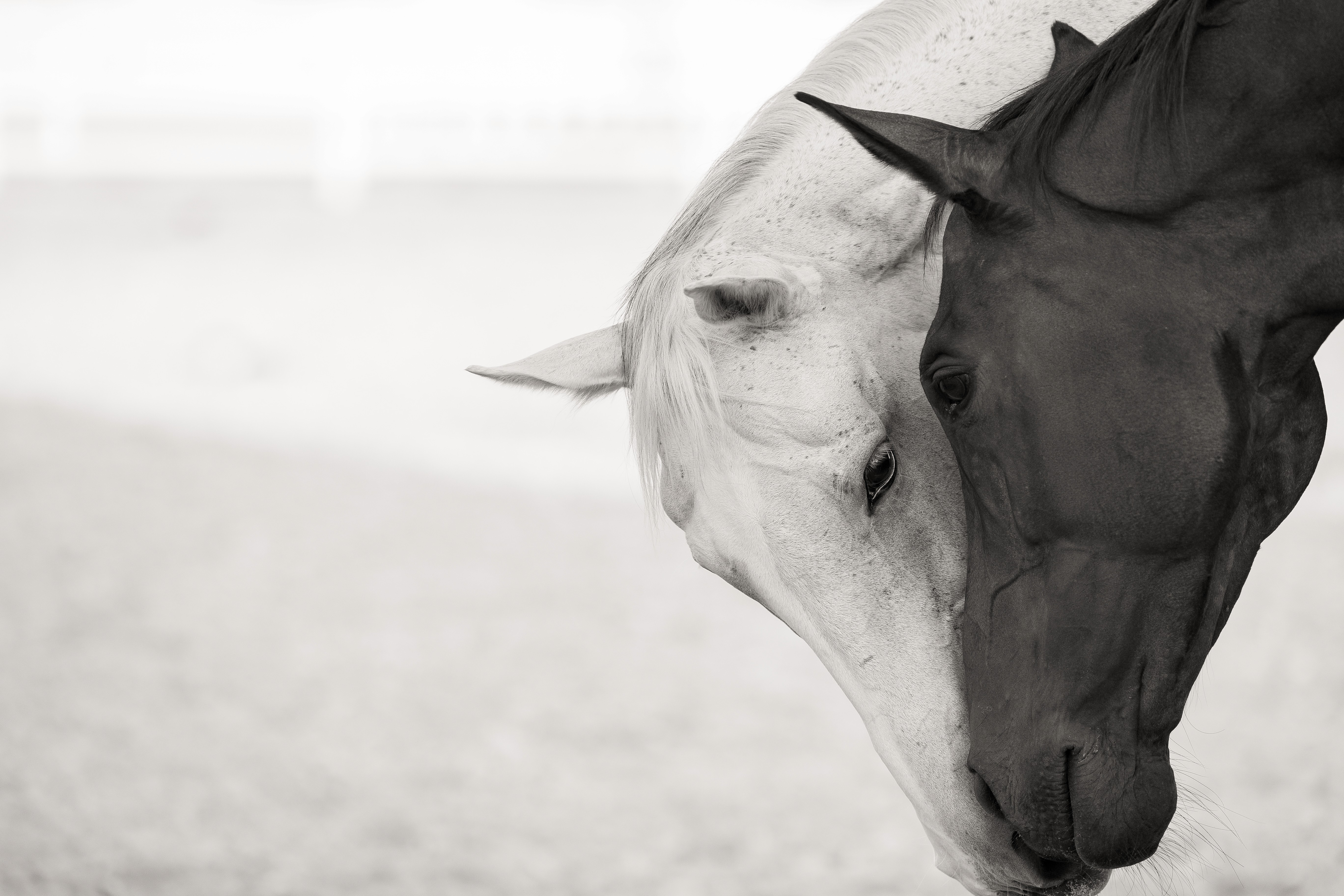 black and white image of horses nose to nose