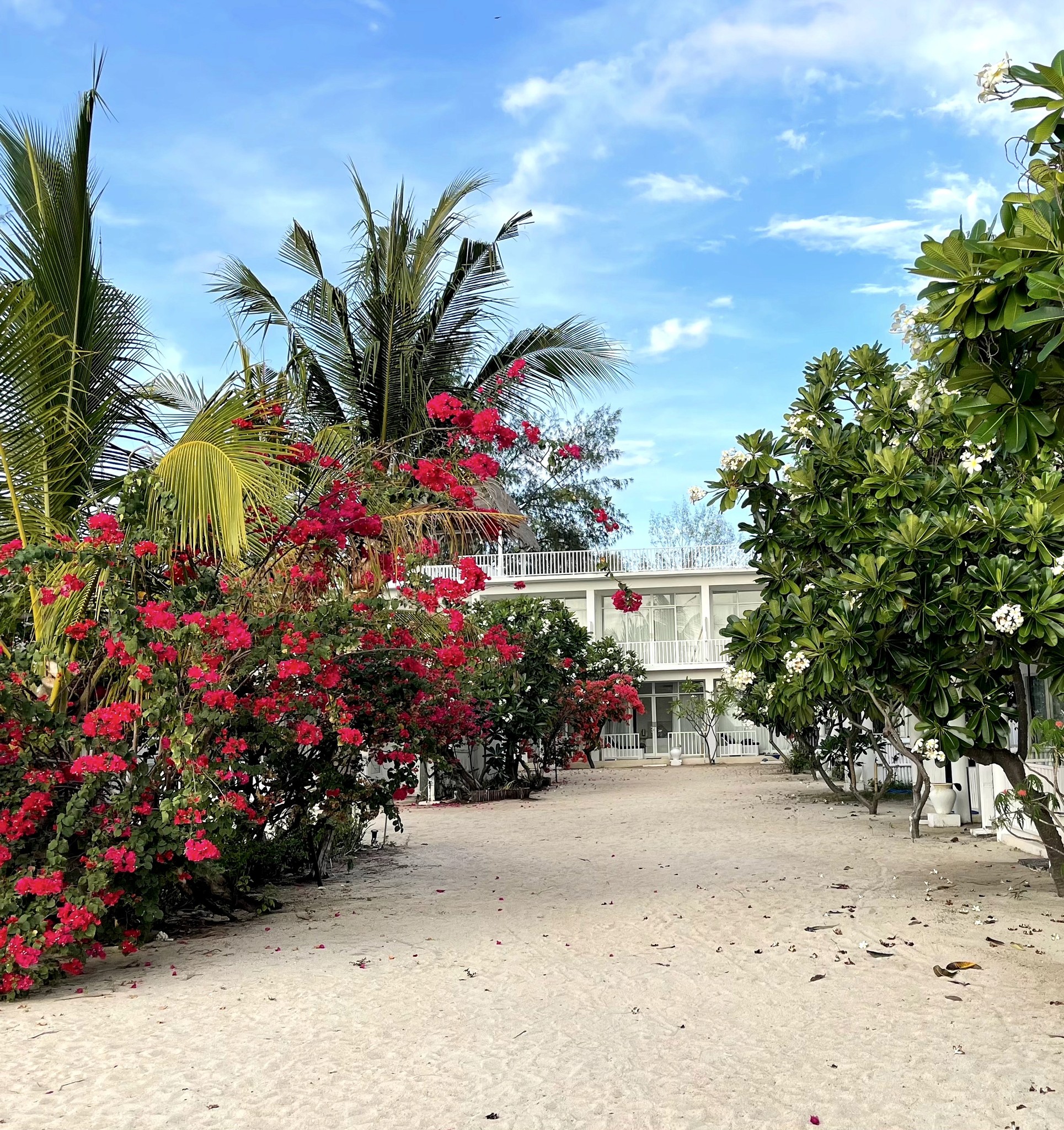 Seri Standard Rooms Trees